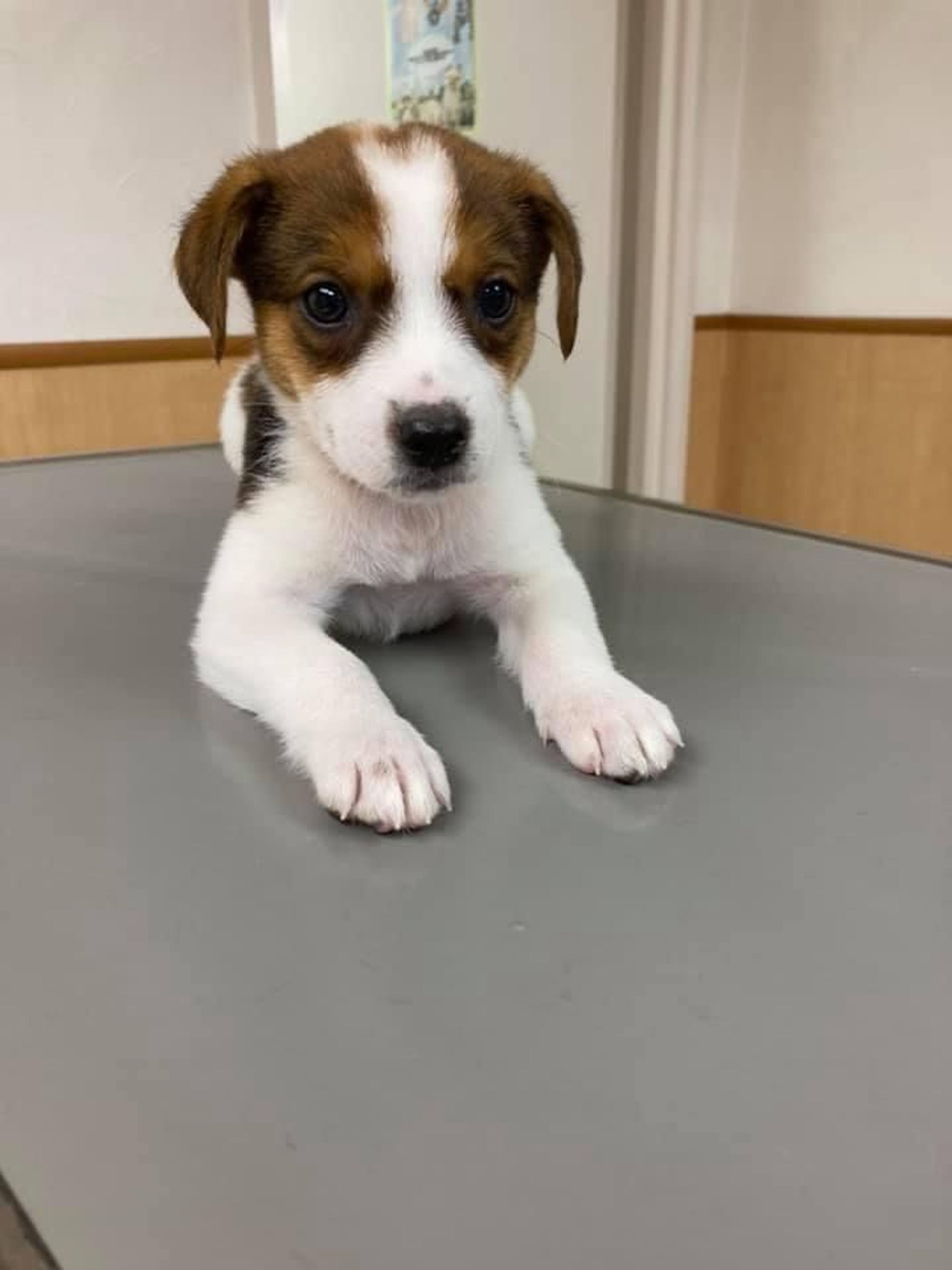 雑種（ミックス犬）・メスの里親募集の写真