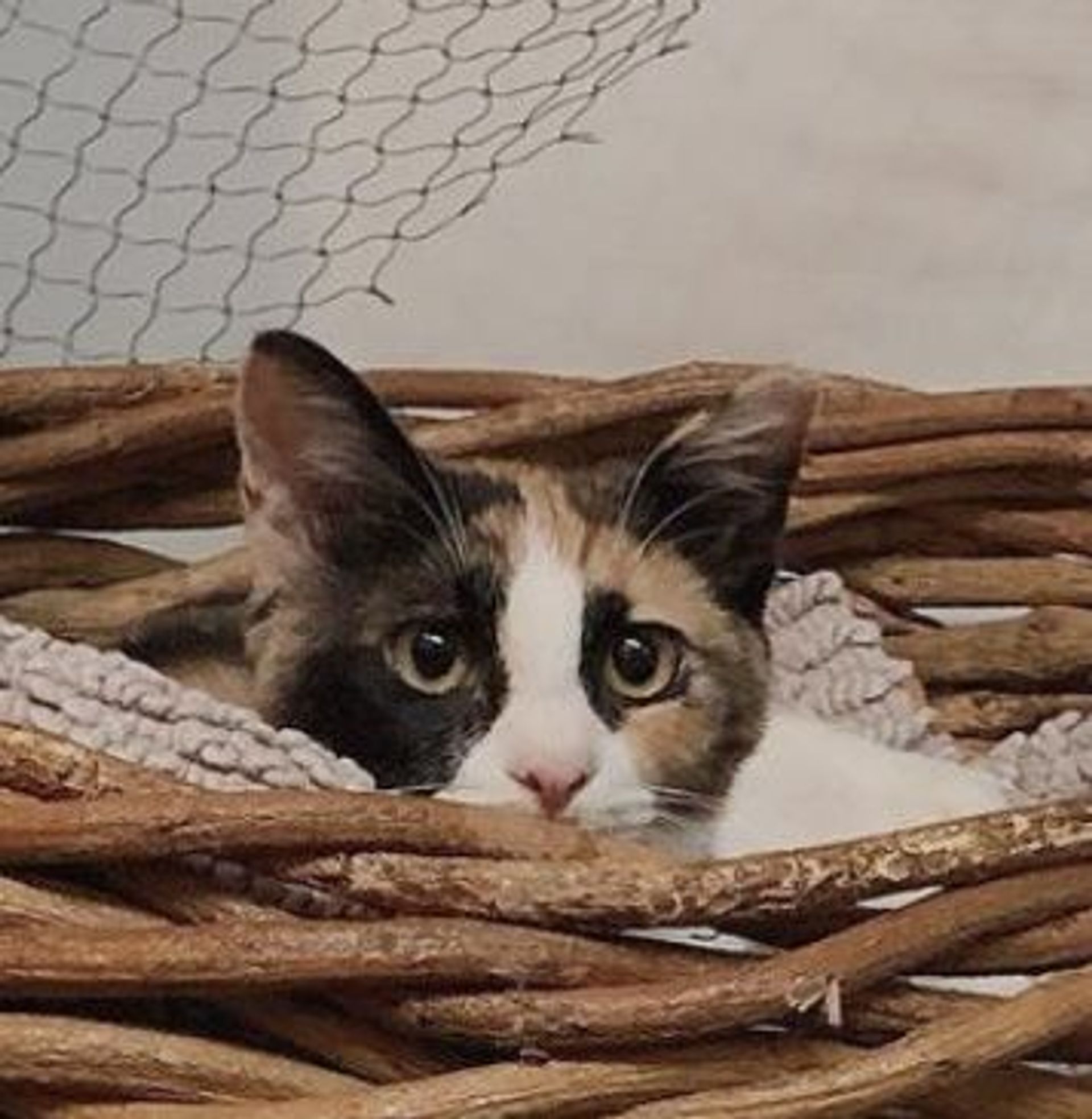 雑種（ミックス猫）・メスの里親募集の写真