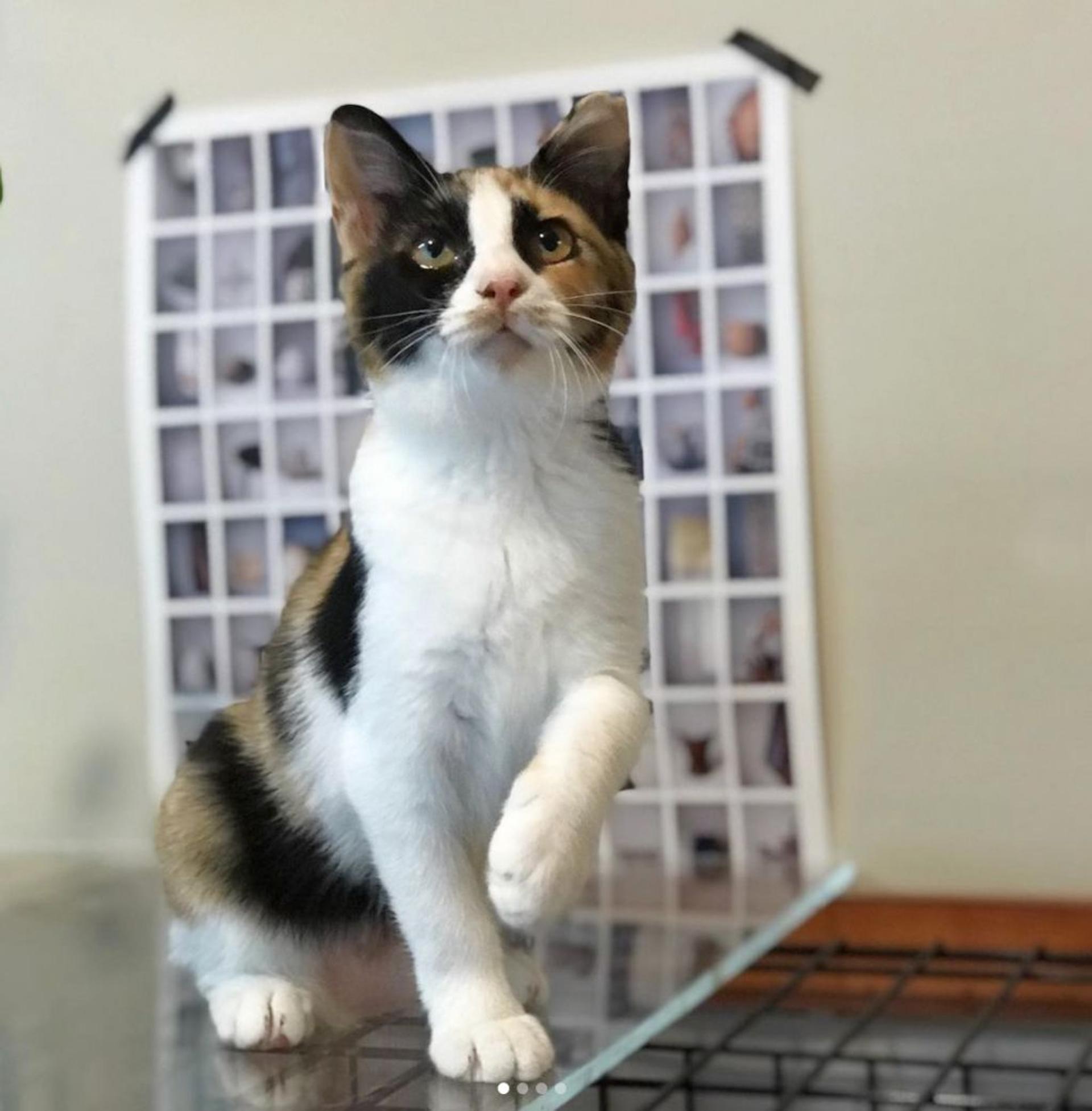 pet-image-2