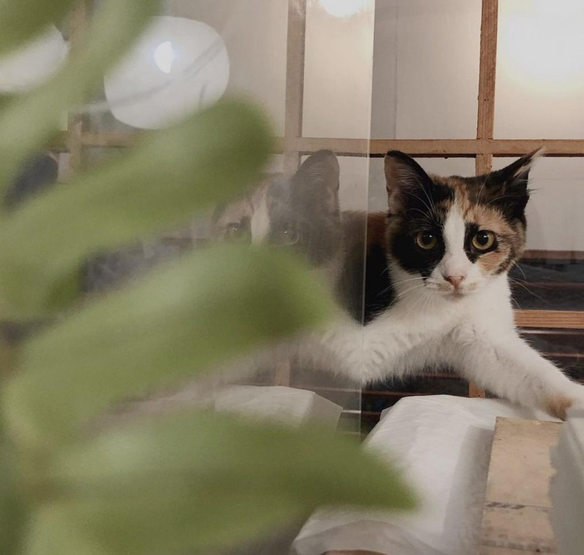 pet-image-5
