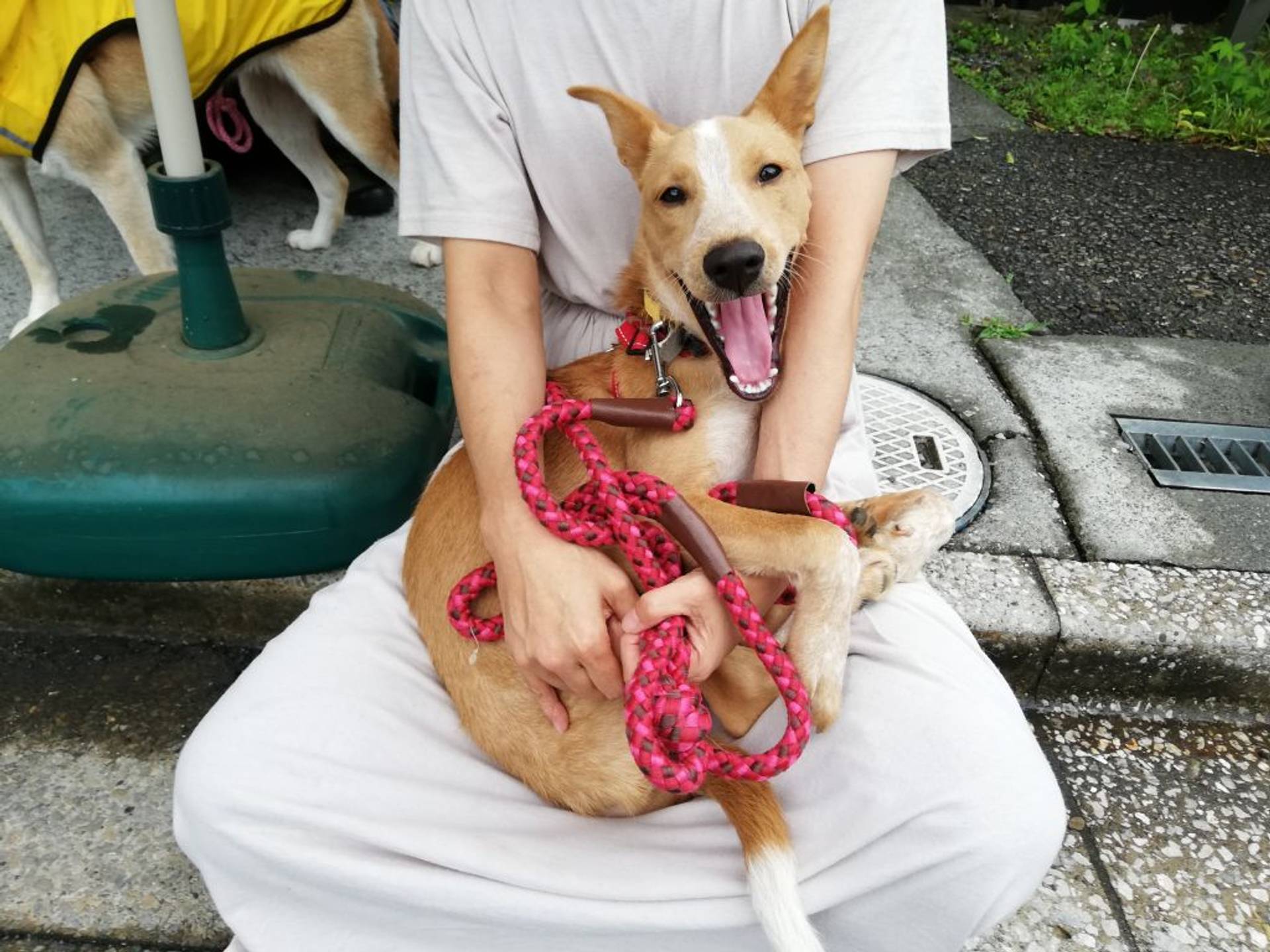 雑種（ミックス犬）・オスの里親募集の写真