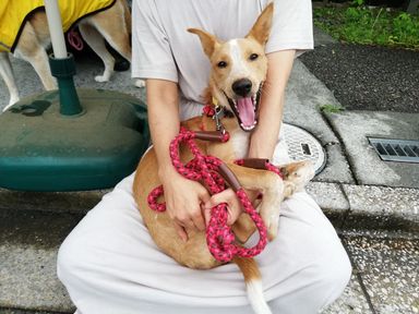 サンディーの写真