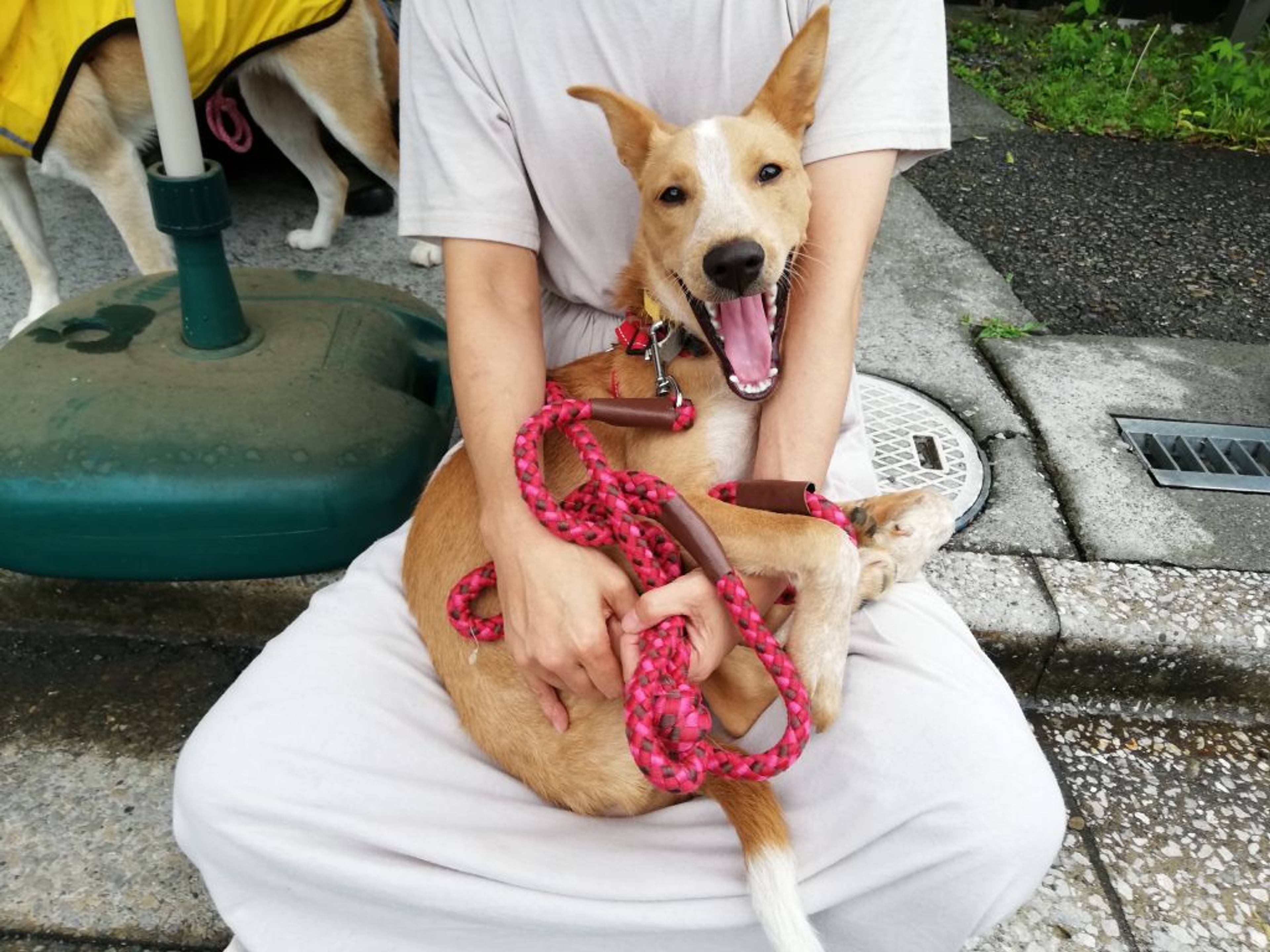 雑種（ミックス犬）・オスの里親募集の写真