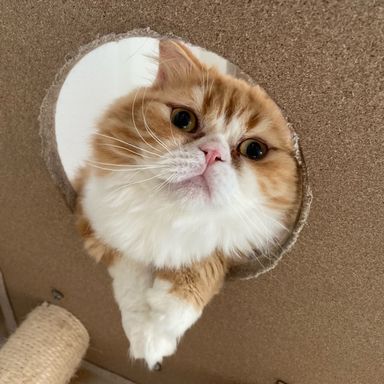 アリエルの写真