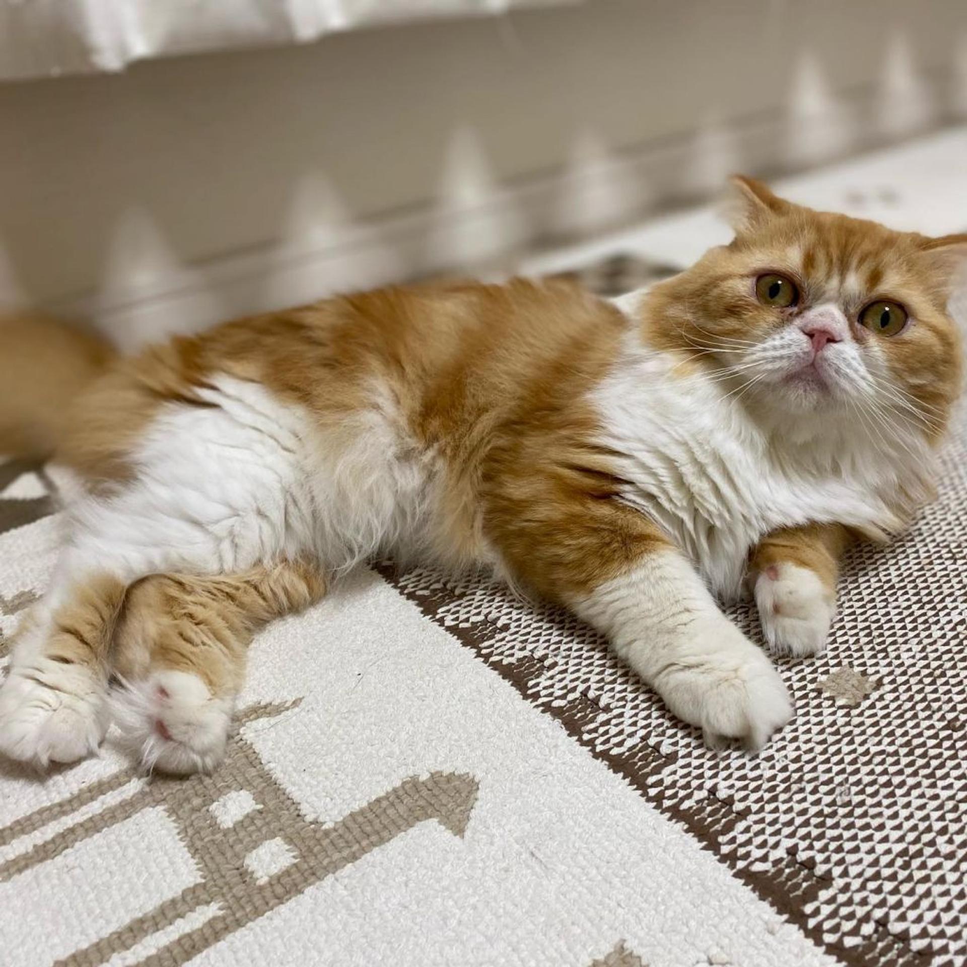 pet-image-2