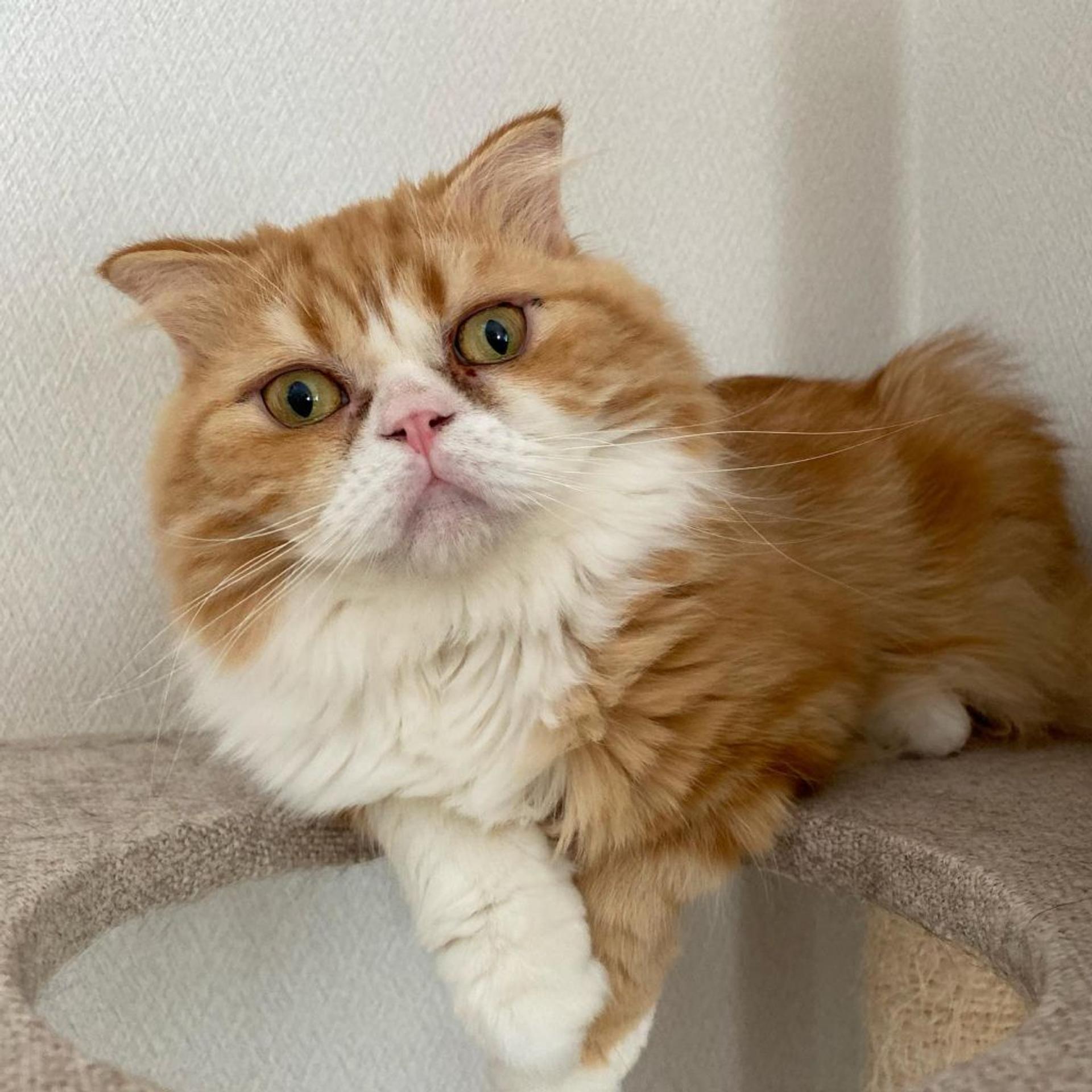 pet-image-7