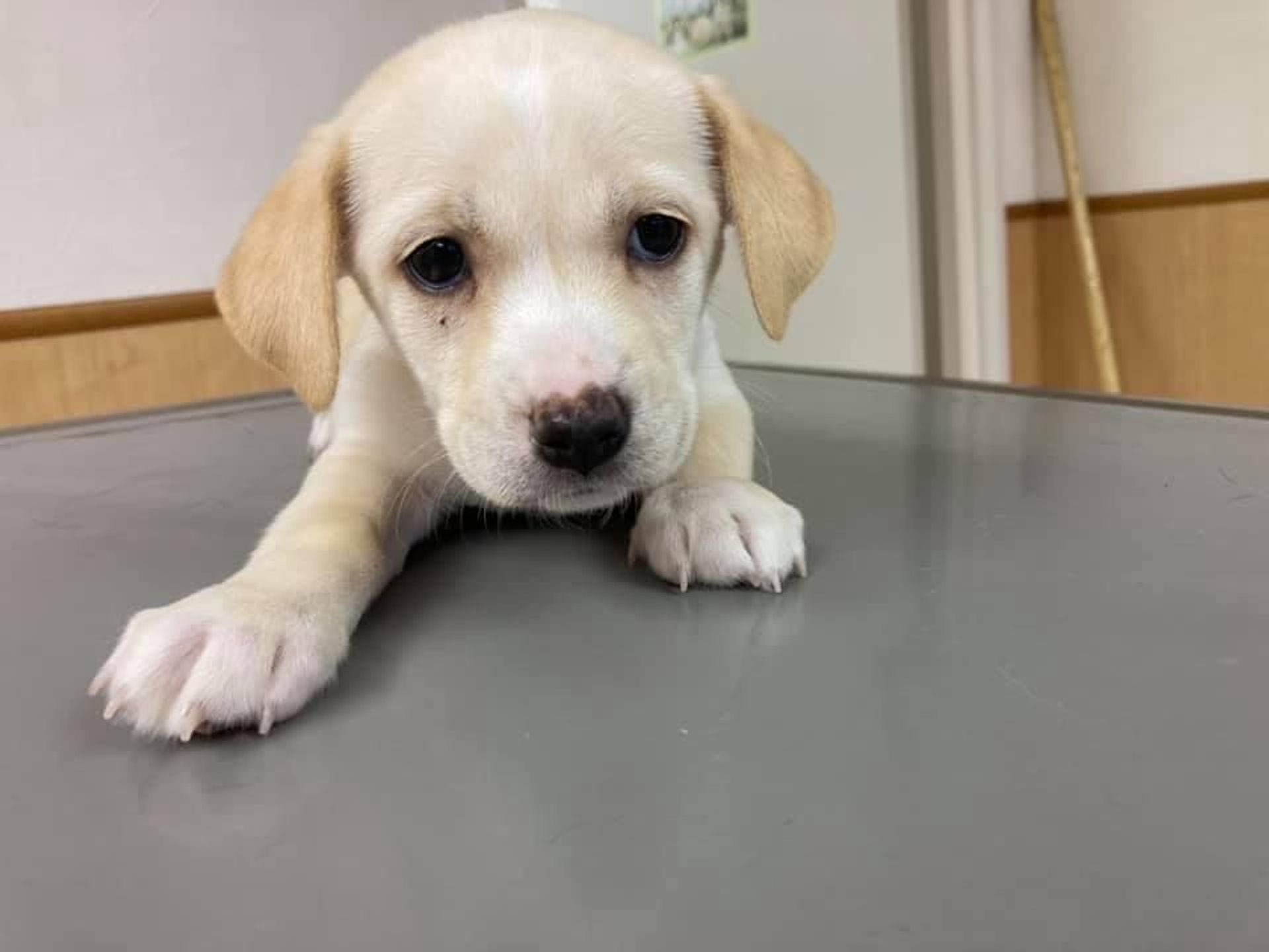 雑種（ミックス犬）・メスの里親募集の写真