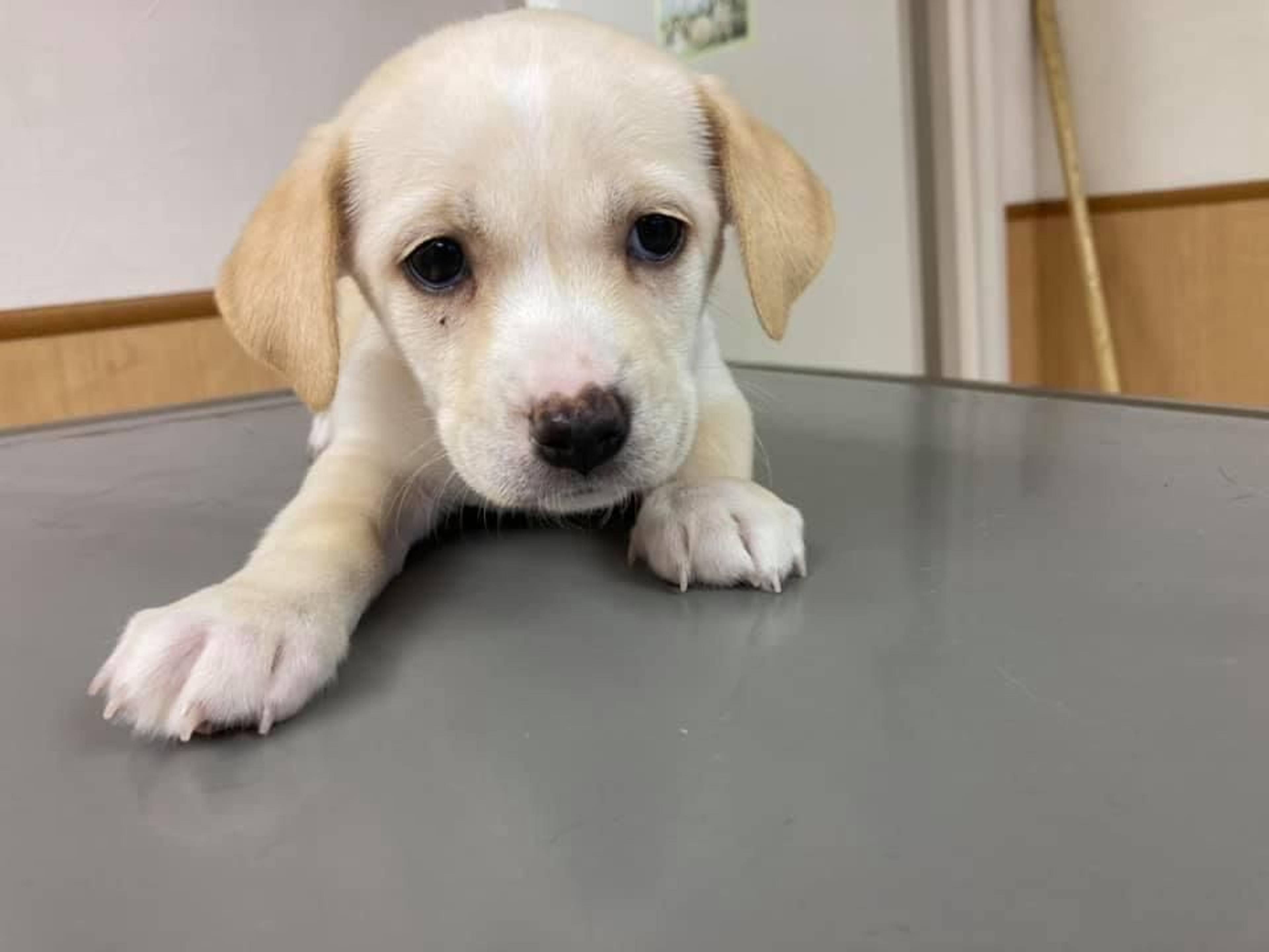 雑種（ミックス犬）・メスの里親募集の写真