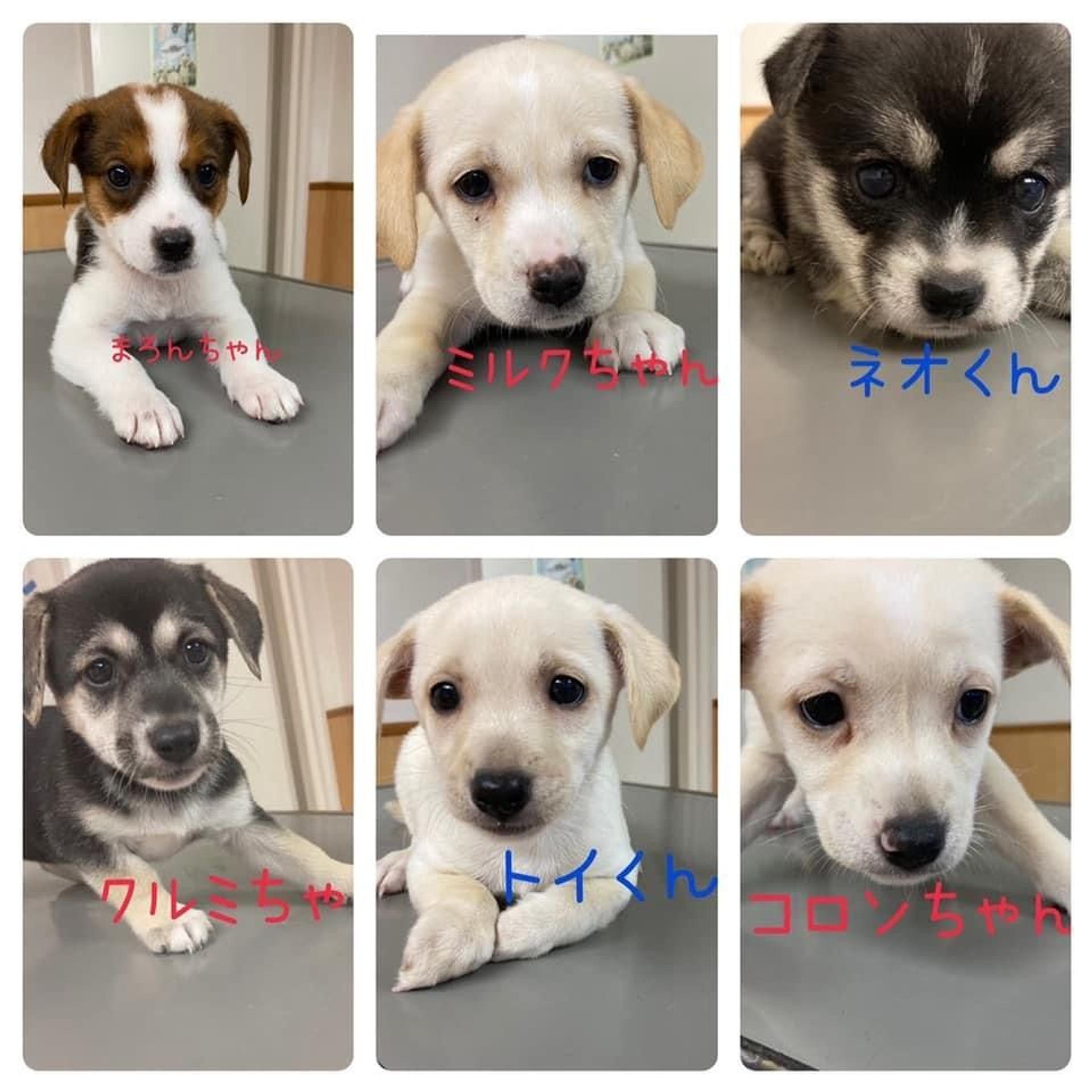 pet-image-2