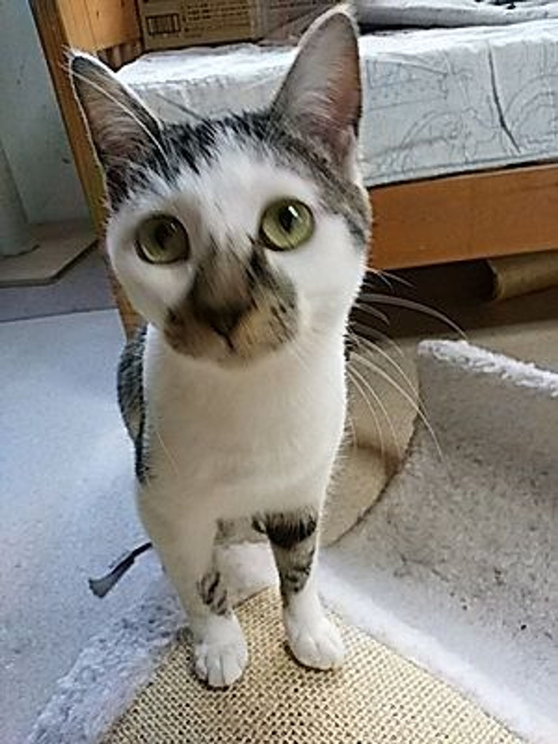 雑種（ミックス猫）・オスの里親募集の写真