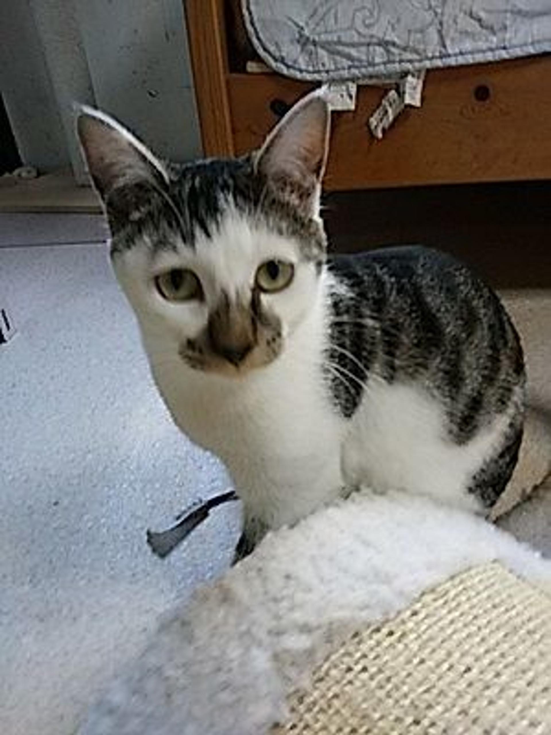 pet-image-2