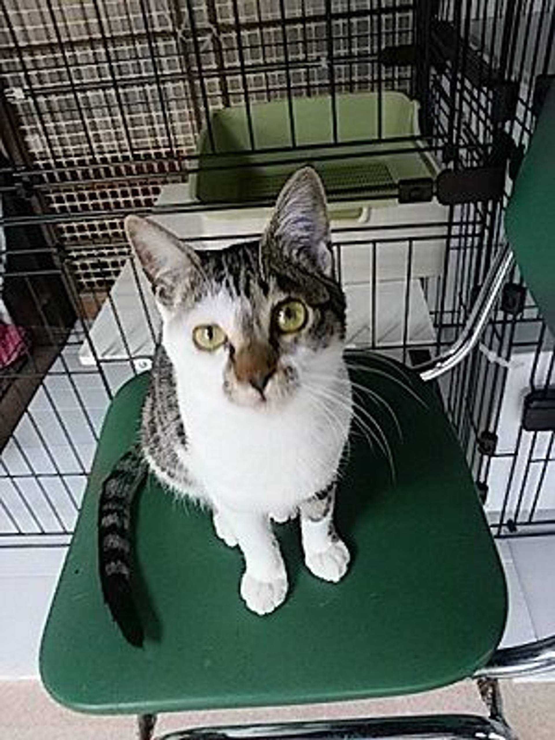 雑種（ミックス猫）・メスの里親募集の写真