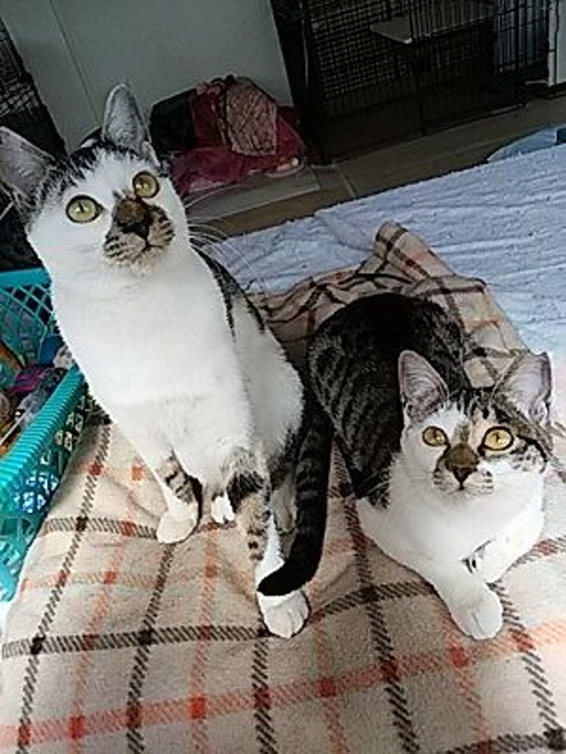 pet-image-3