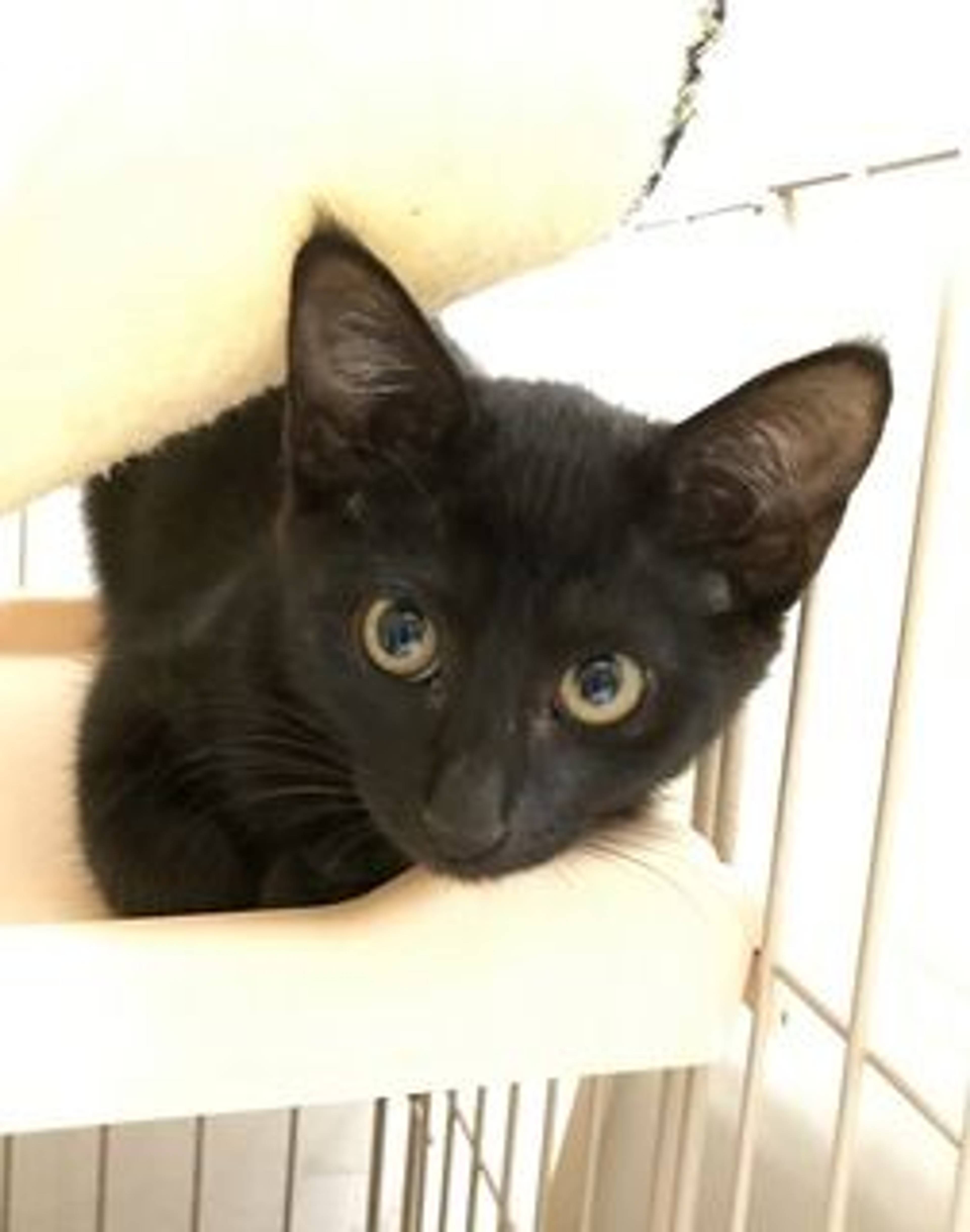 雑種（ミックス猫）・メスの里親募集の写真