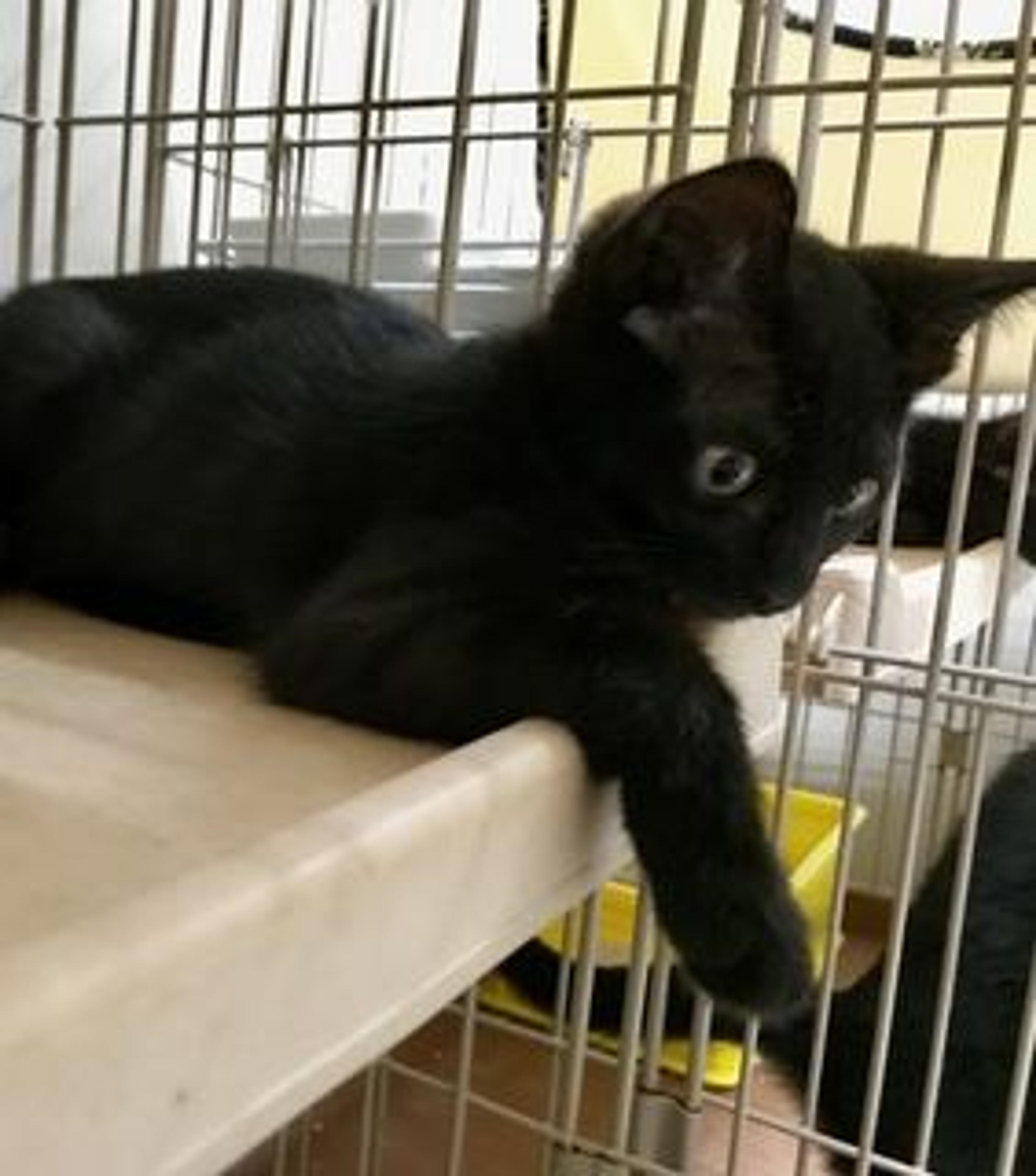 pet-image-3