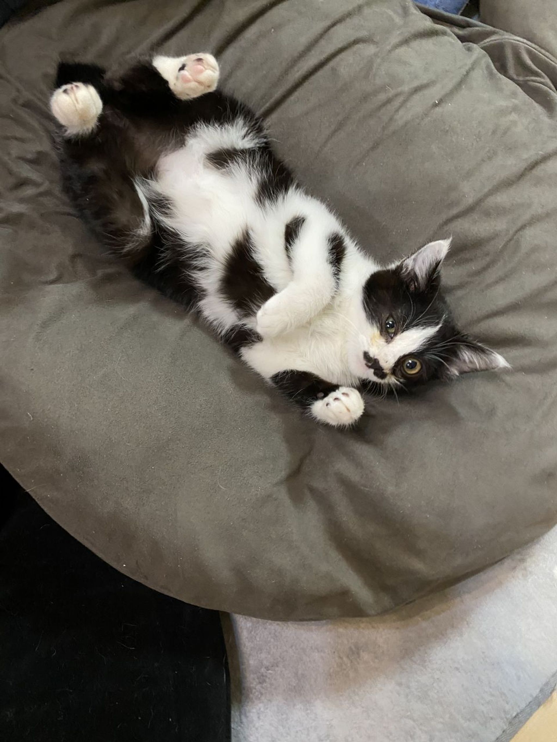 雑種（ミックス猫）・オスの里親募集の写真