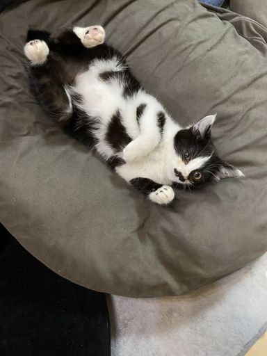 琥珀の写真
