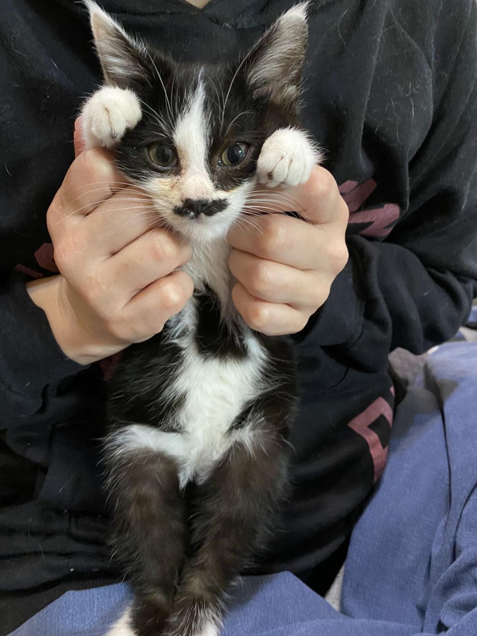 pet-image-4