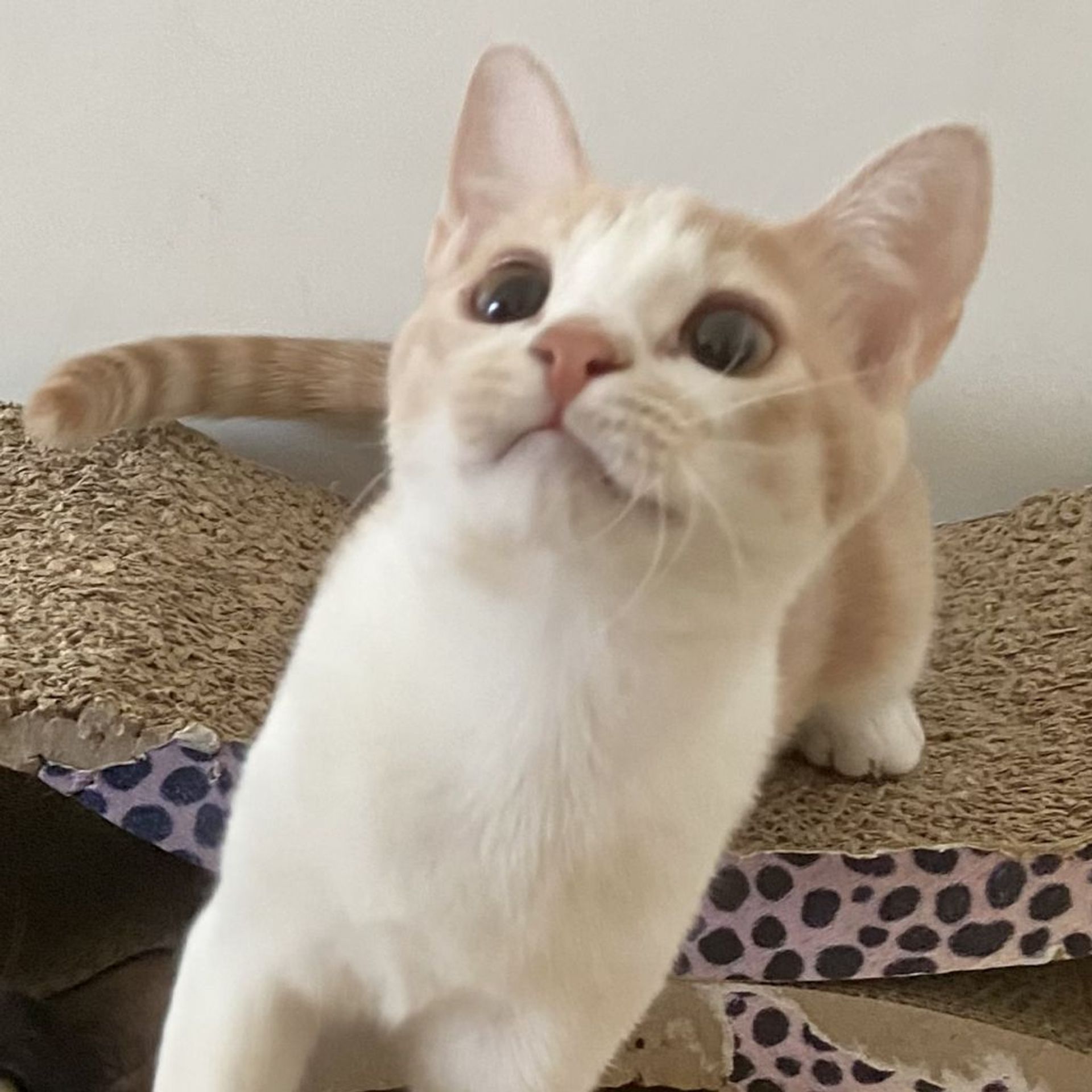 雑種（ミックス猫）・メスの里親募集の写真
