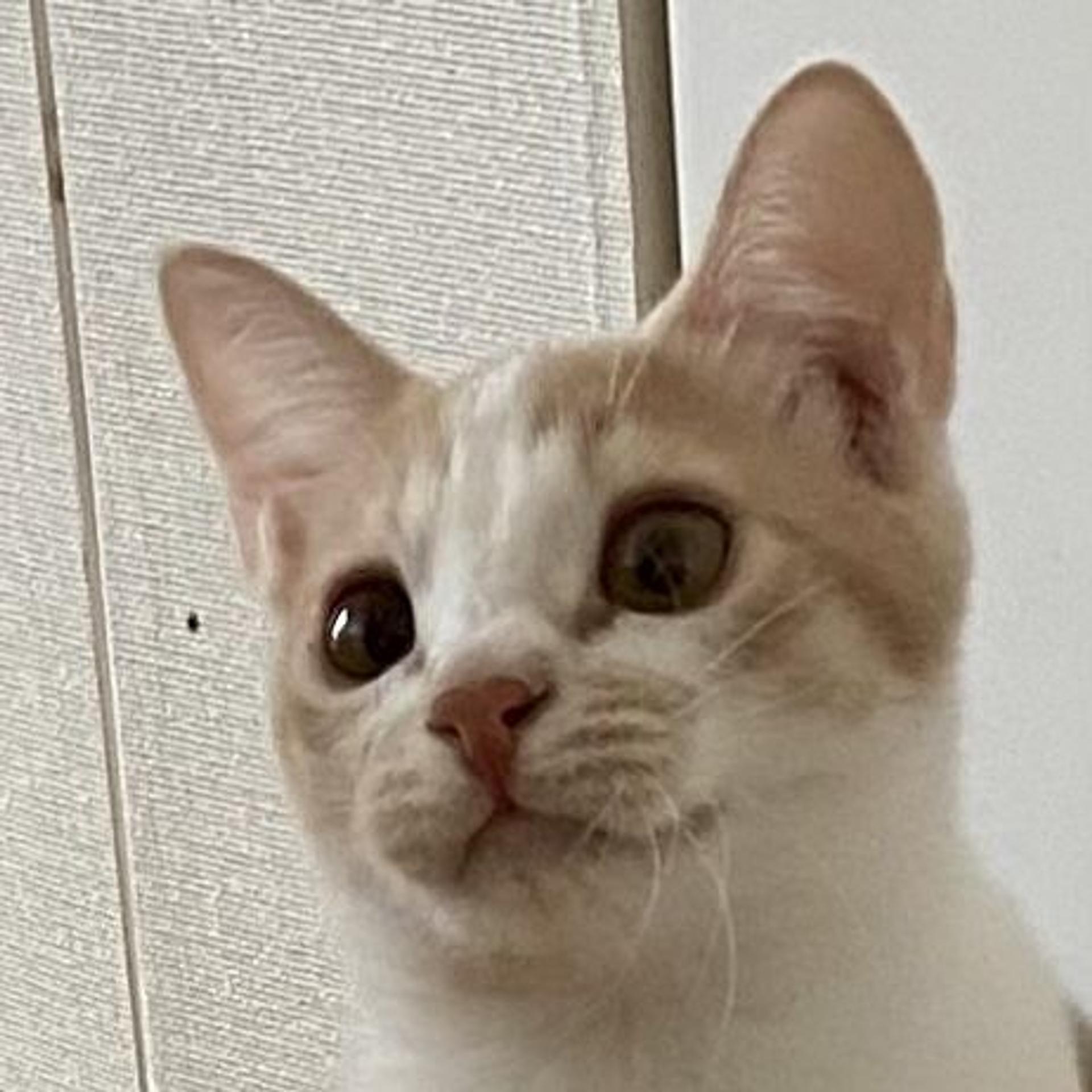 pet-image-2