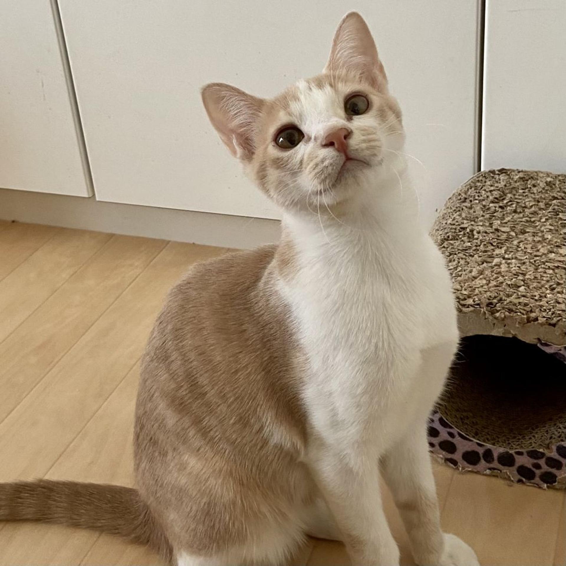 pet-image-3