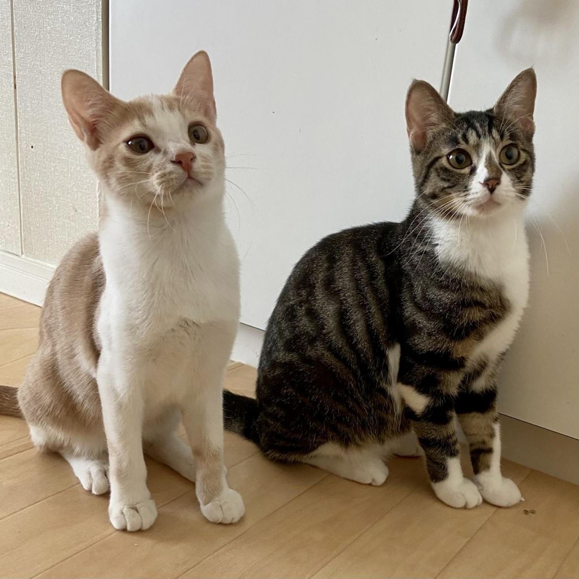 pet-image-4