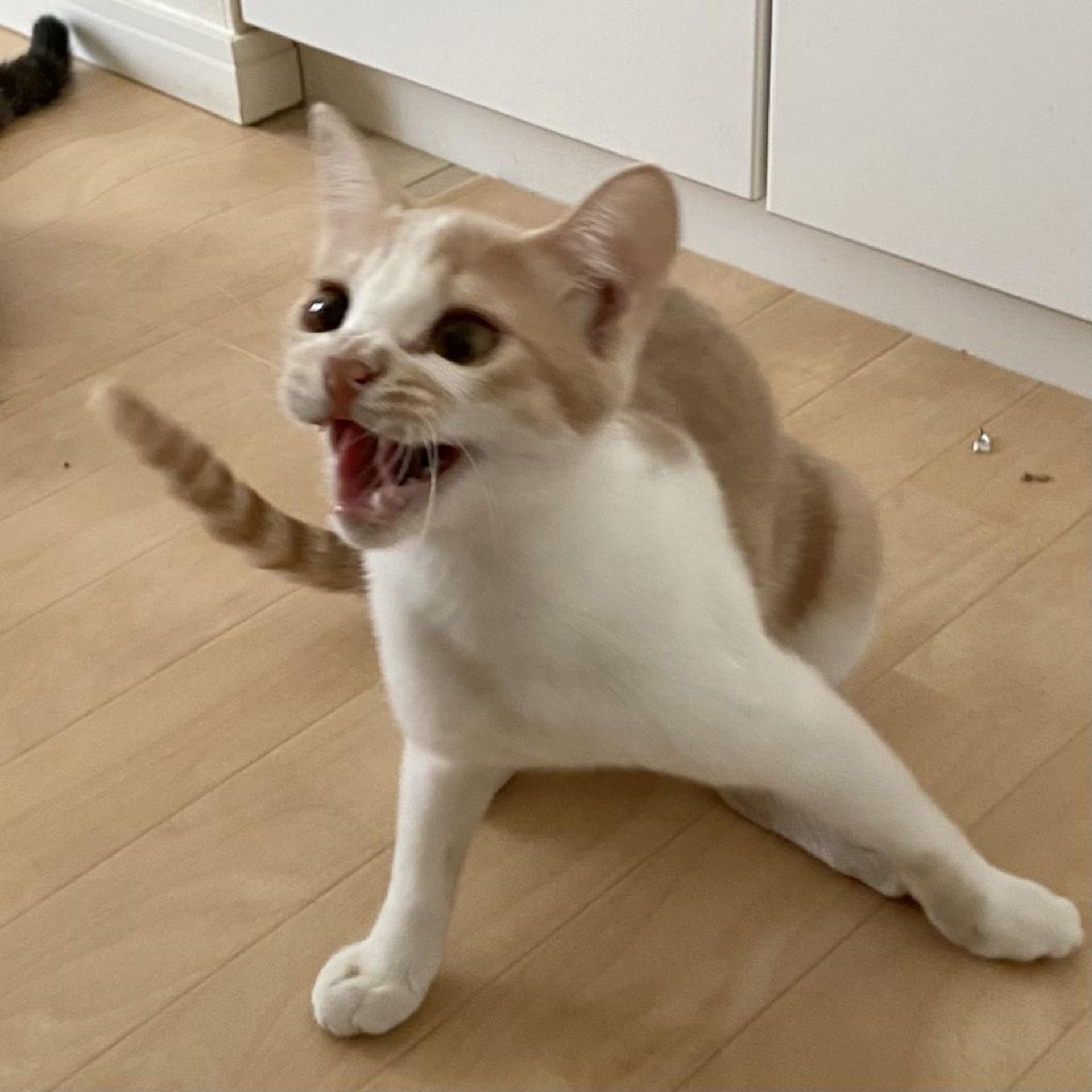 pet-image-5