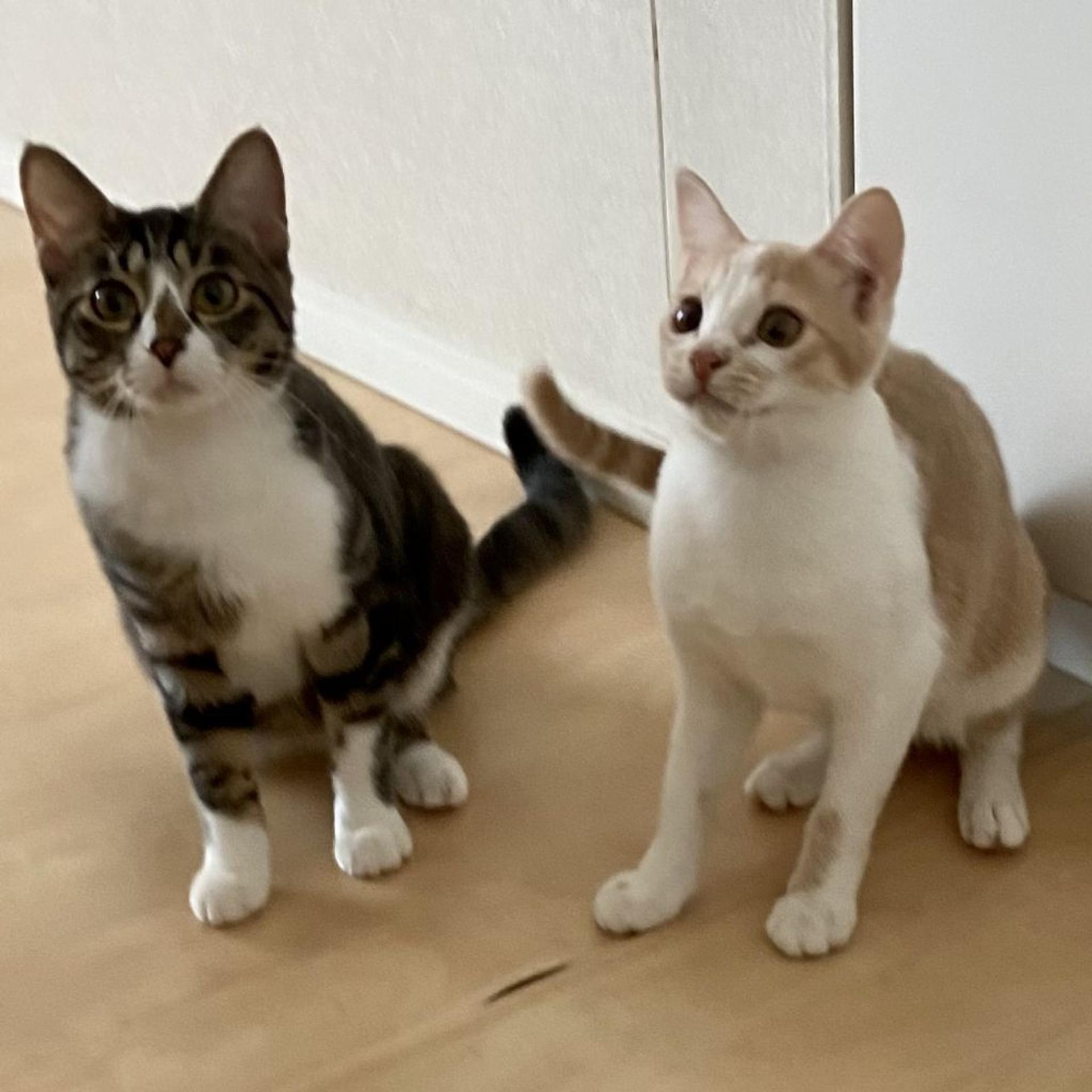 pet-image-7