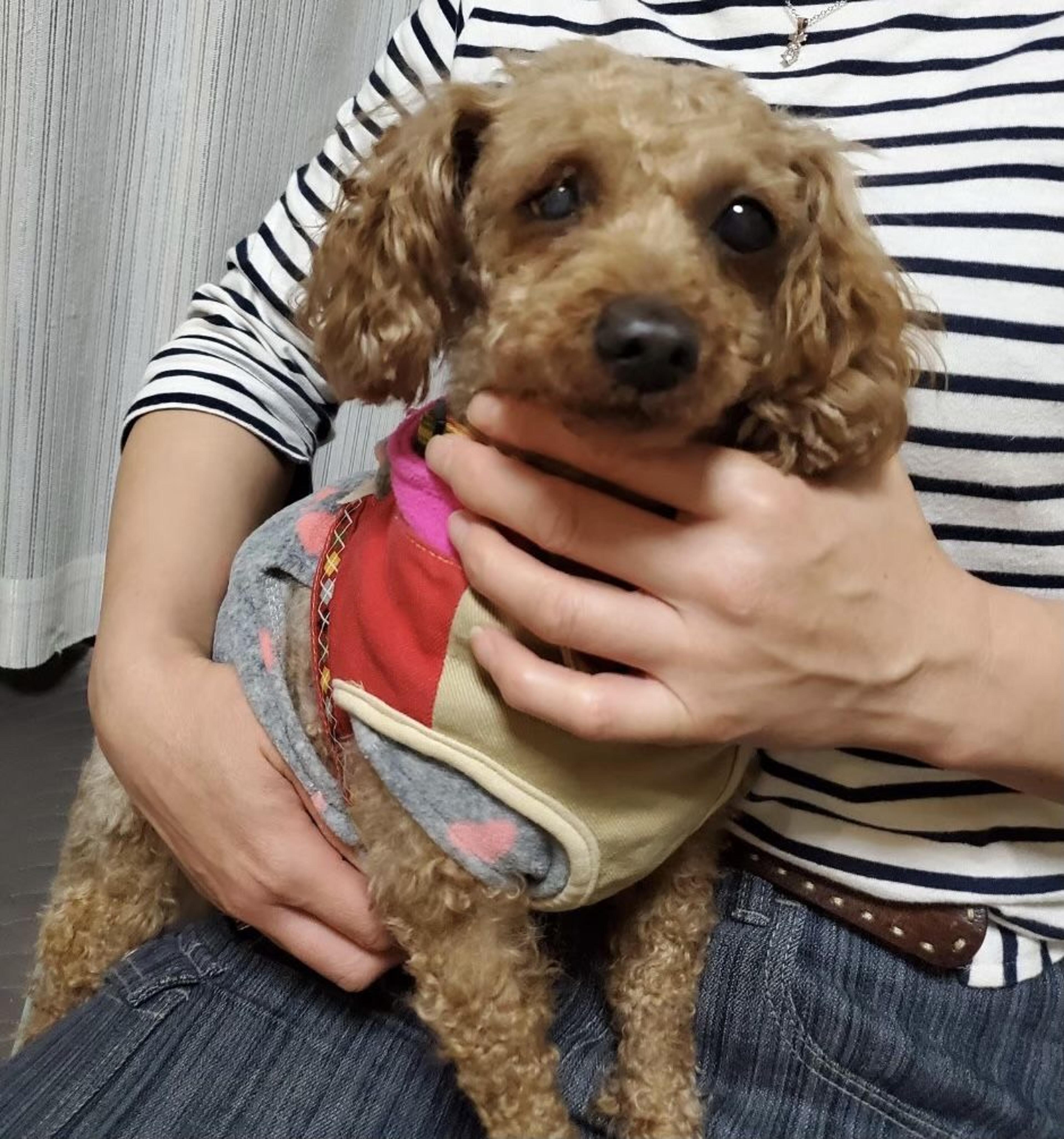 pet-image-4