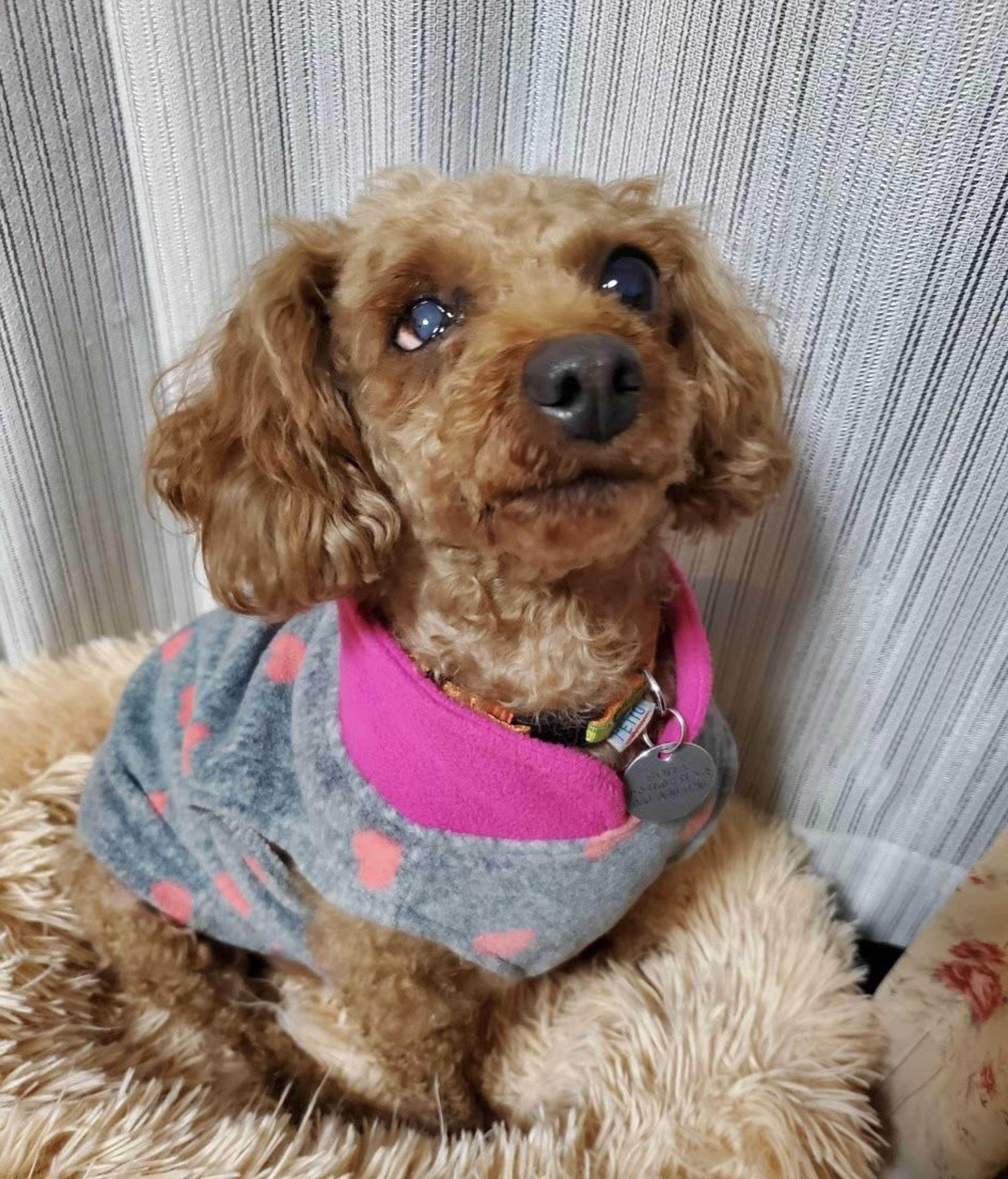 pet-image-6