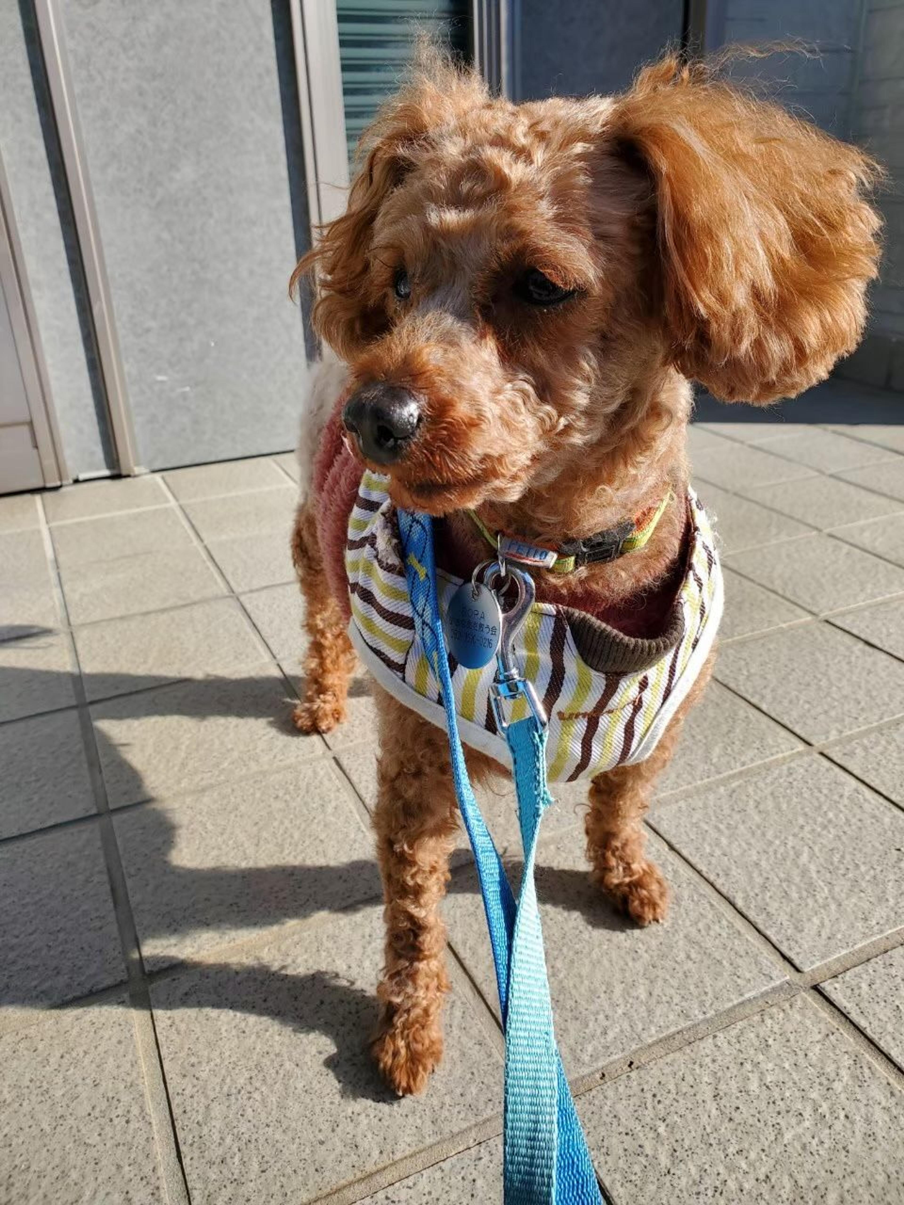 pet-image-7