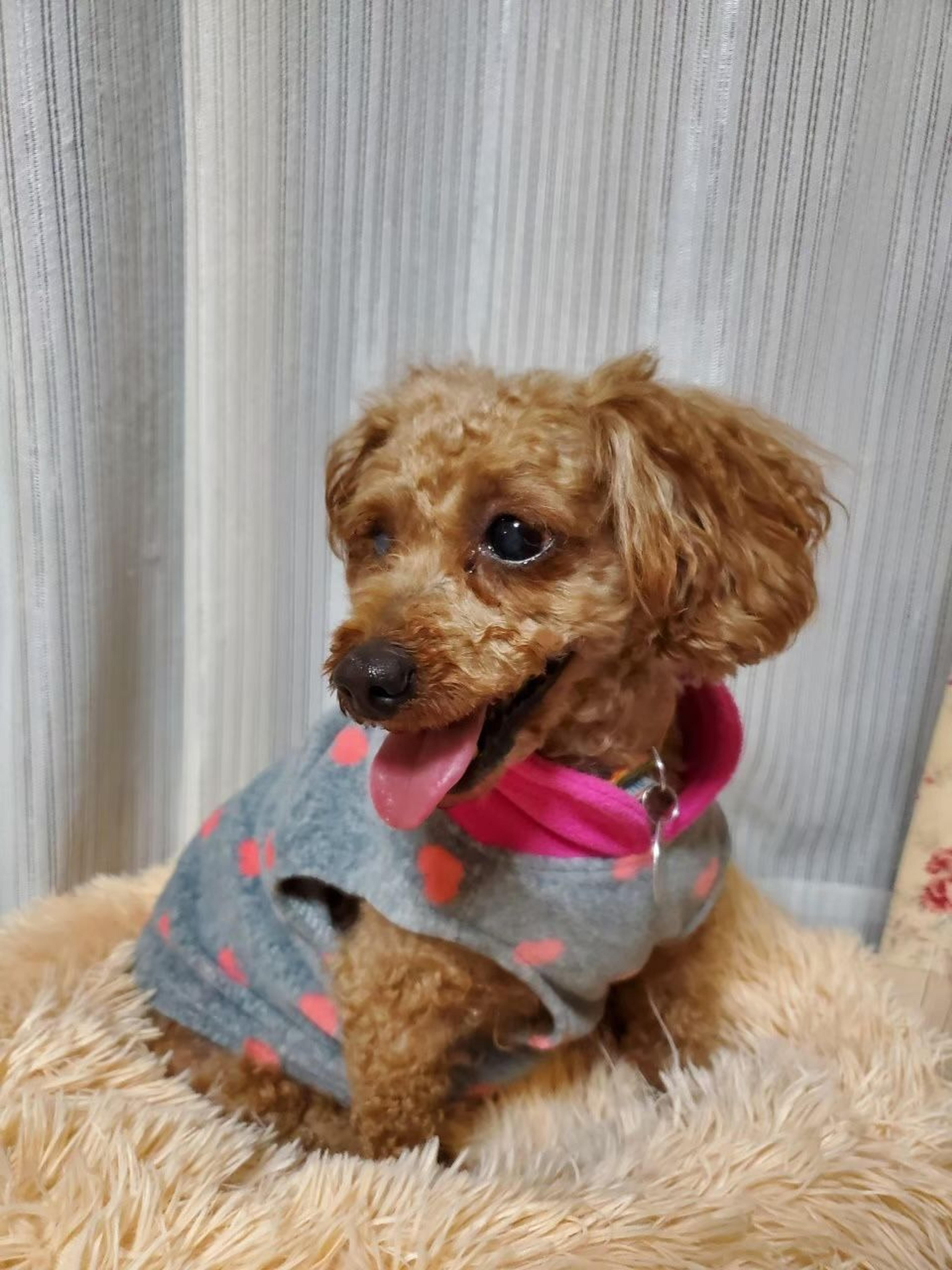 pet-image-8