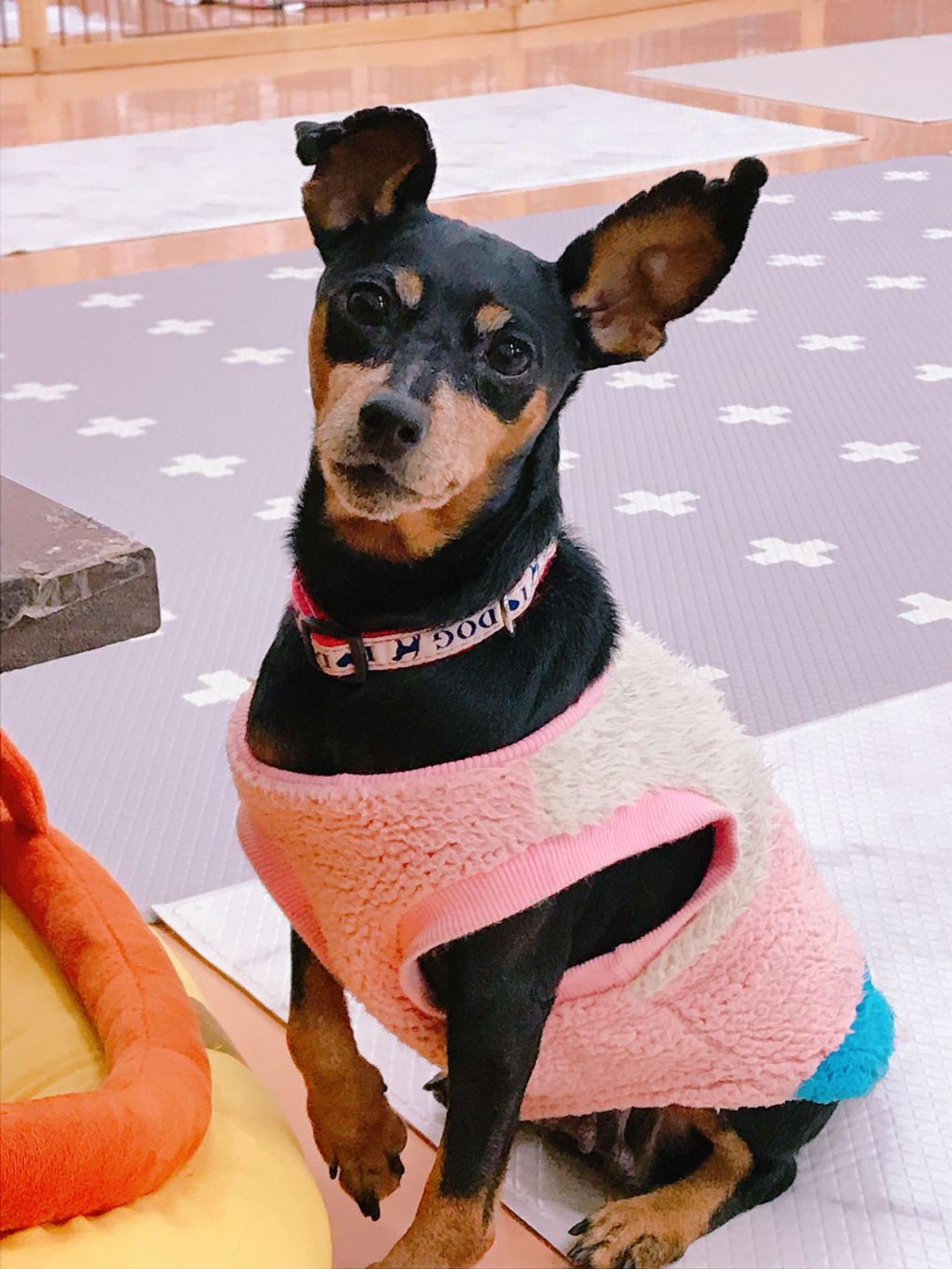 ミニチュア・ピンシャー・メスの里親募集の写真