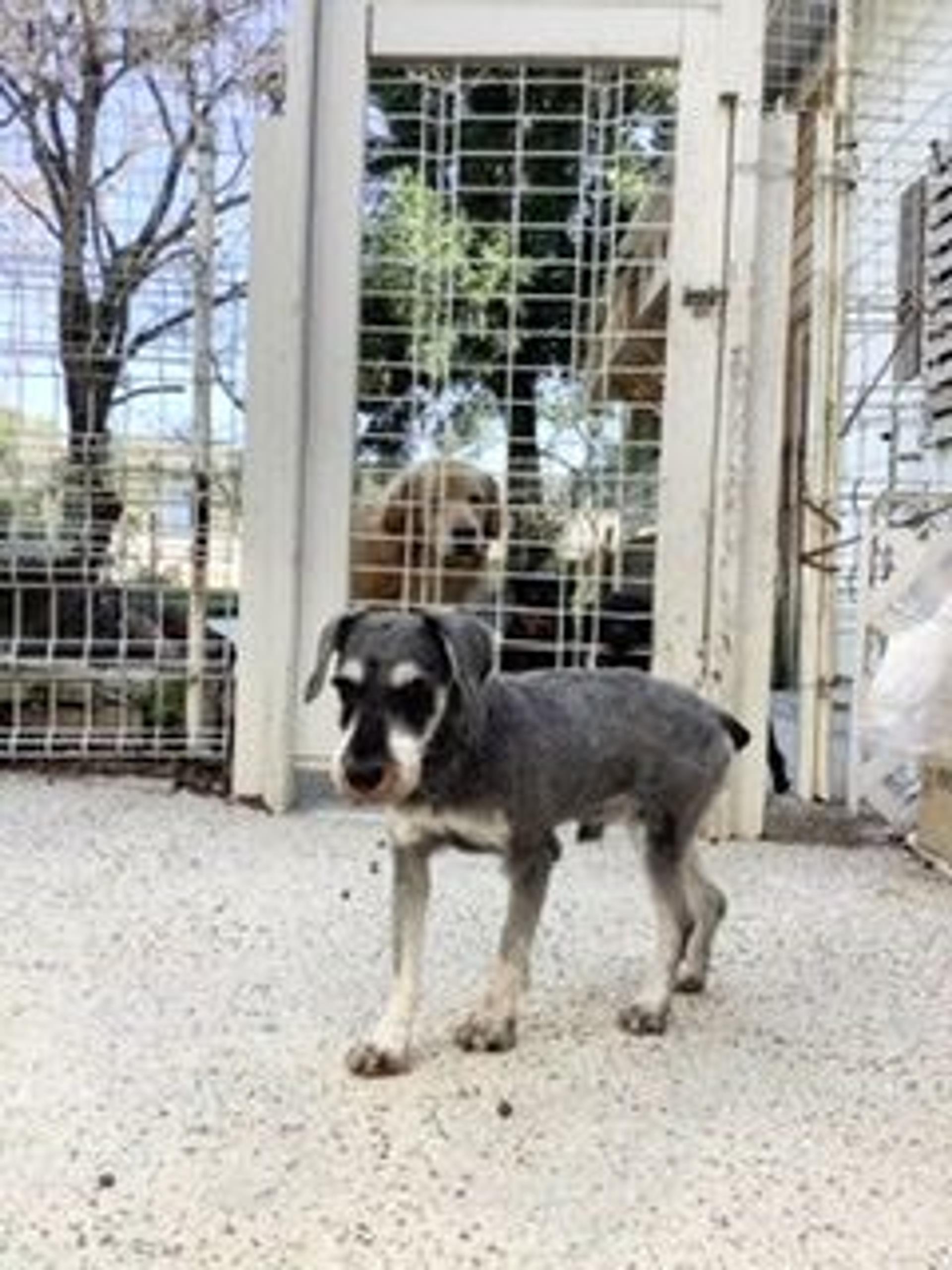 pet-image-3