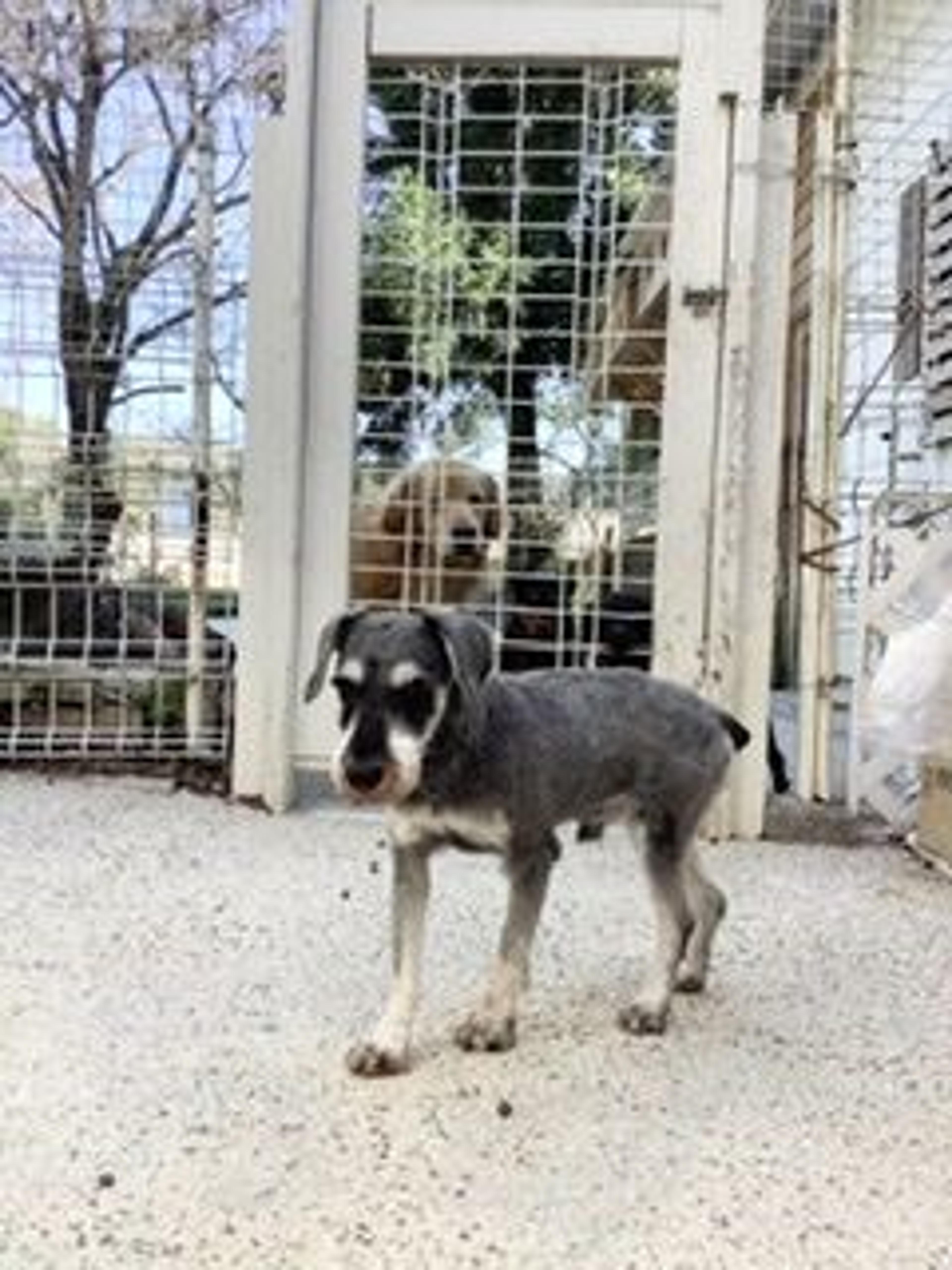 pet-image-3