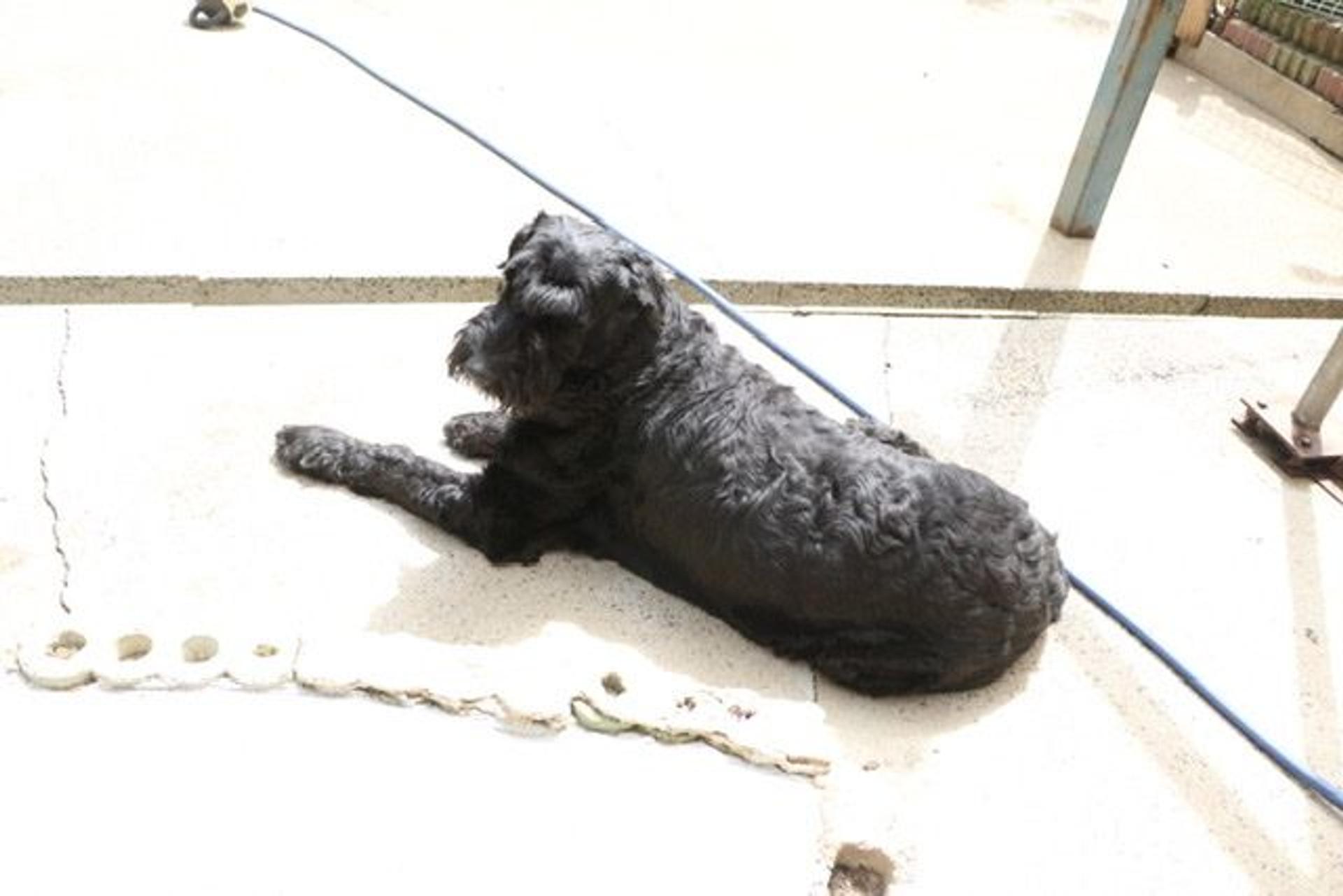 pet-image-2