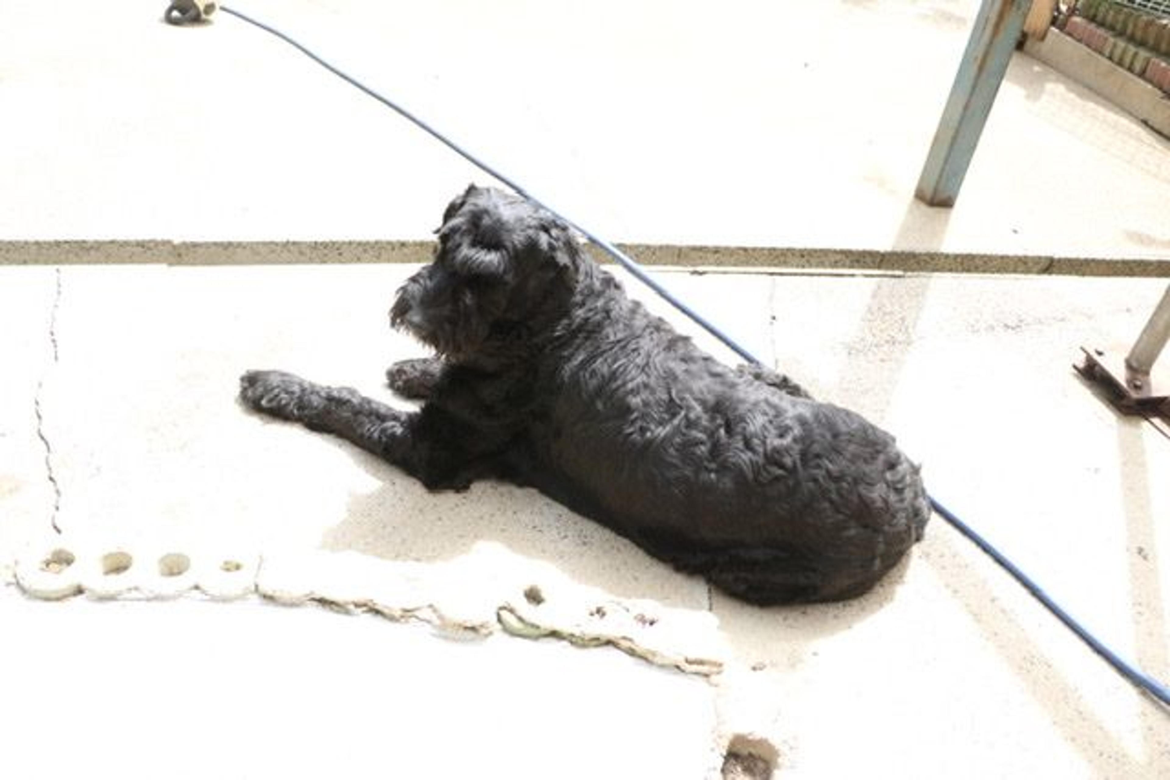 pet-image-2