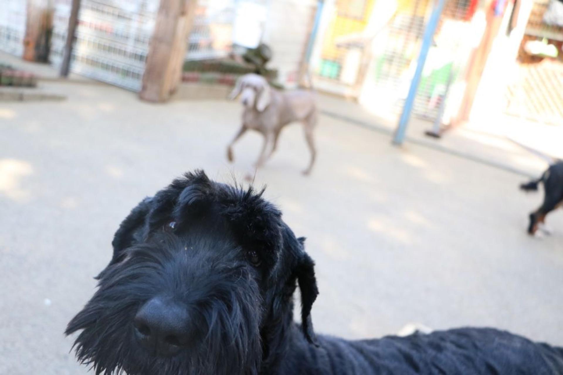 pet-image-4