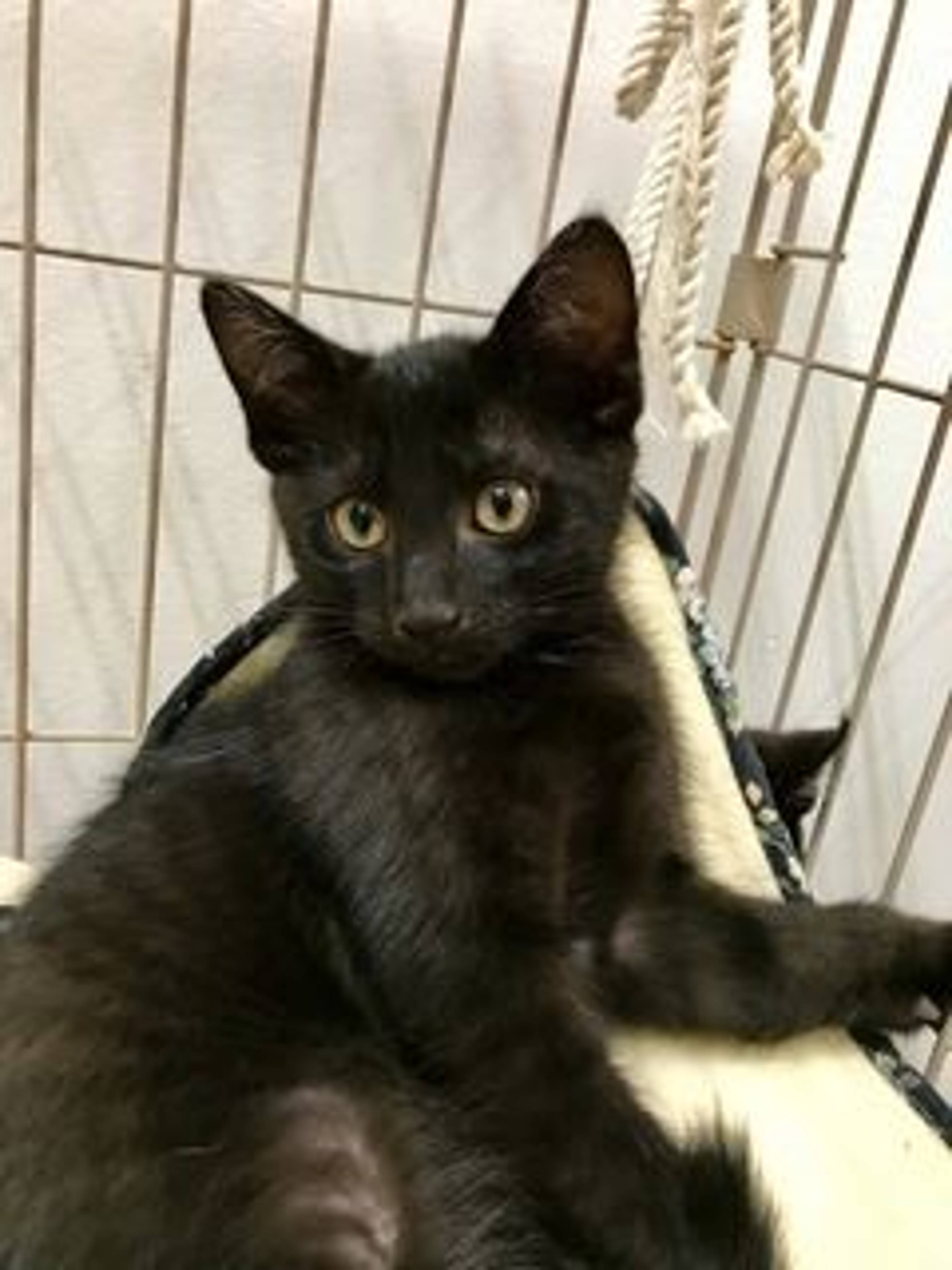 雑種（ミックス猫）・メスの里親募集の写真