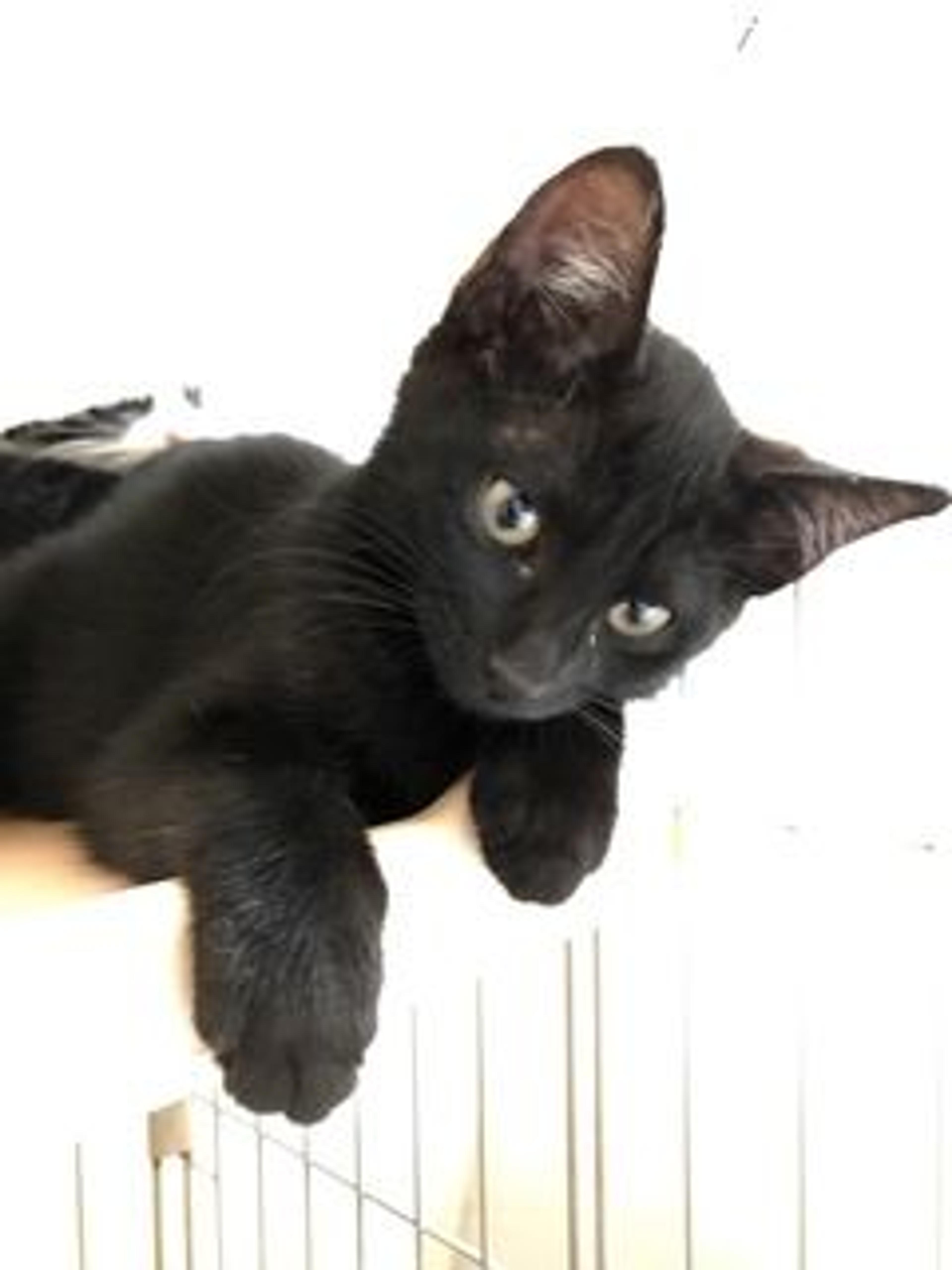 pet-image-3
