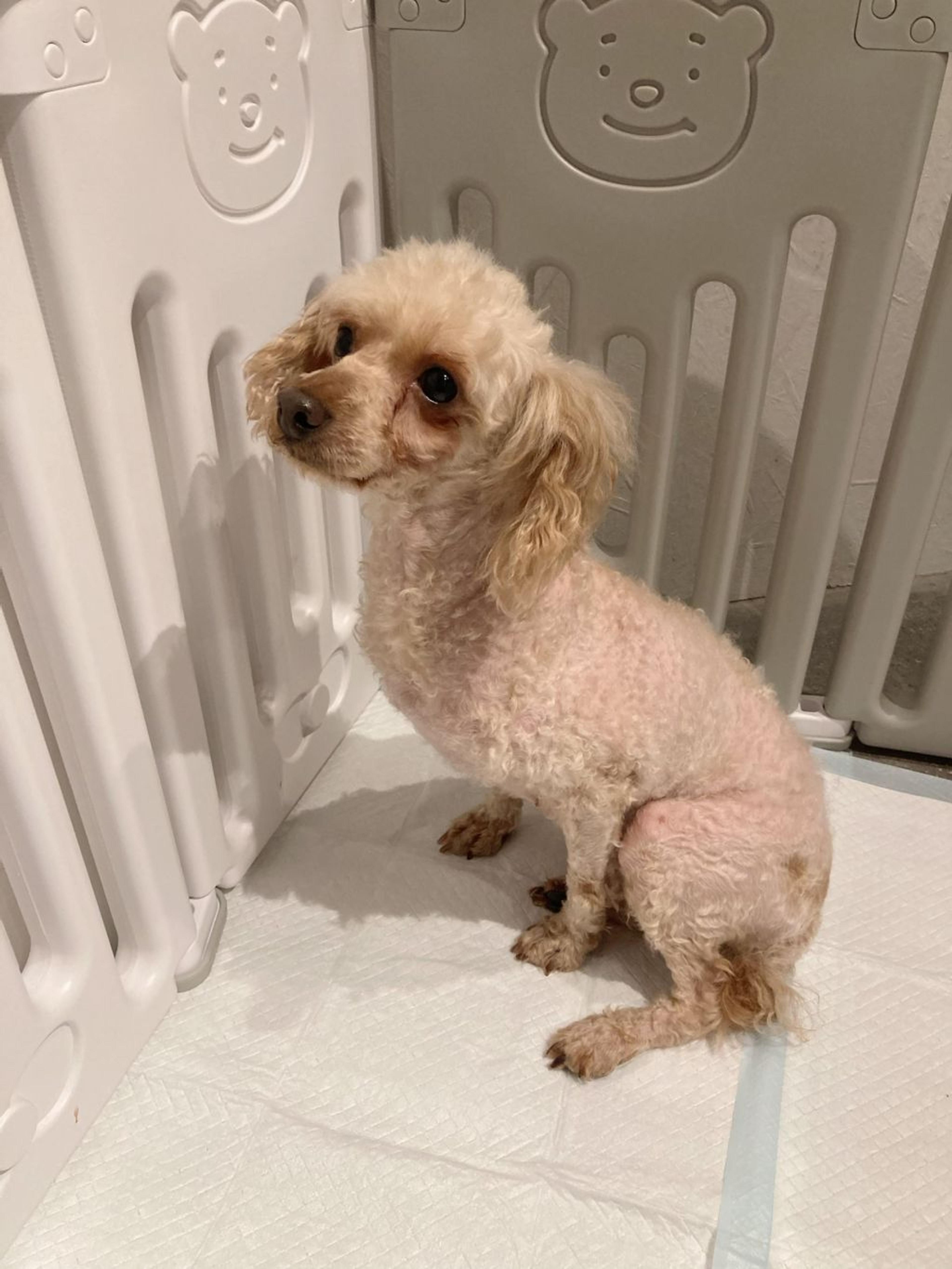 pet-image-2