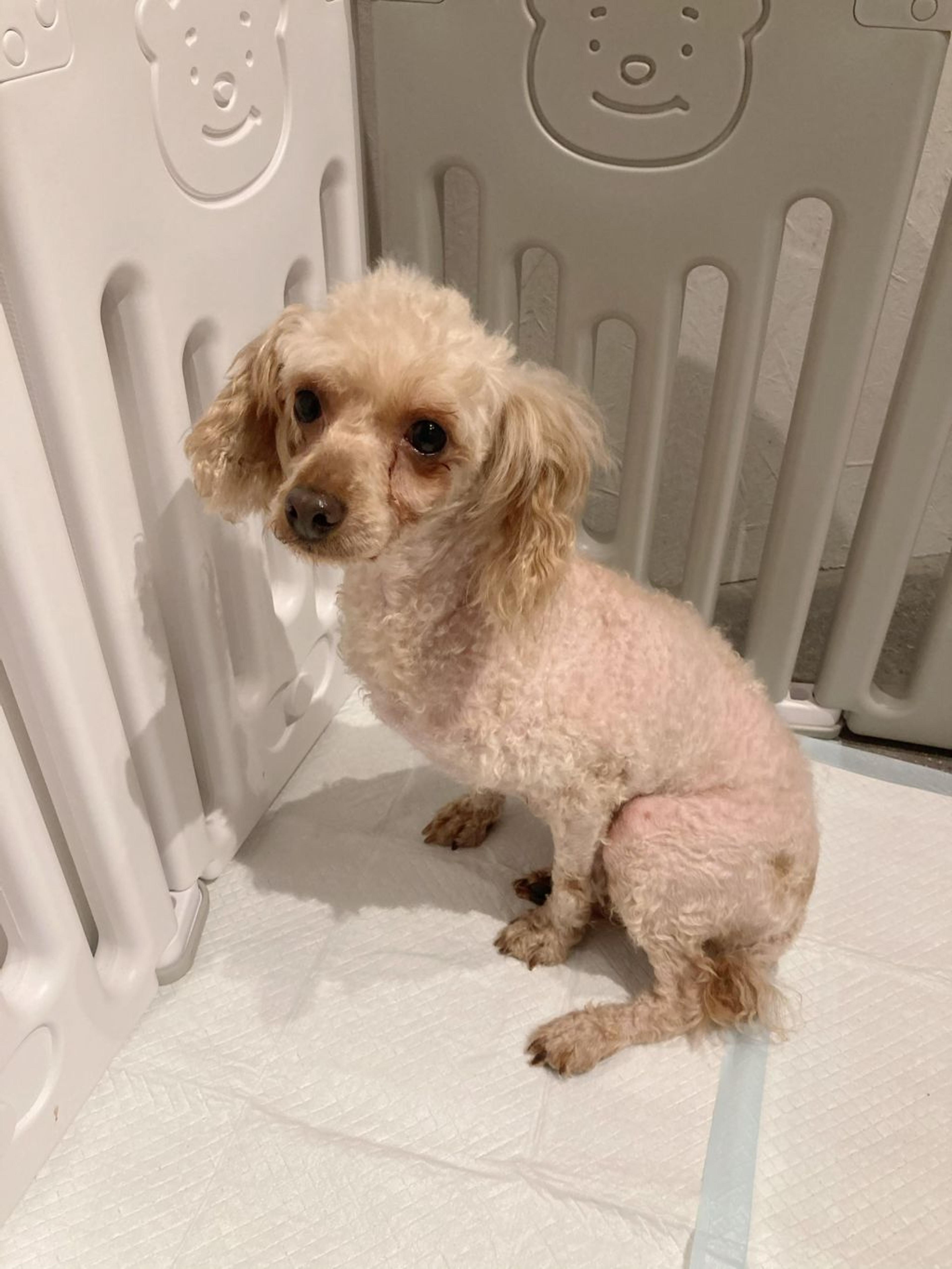 pet-image-3