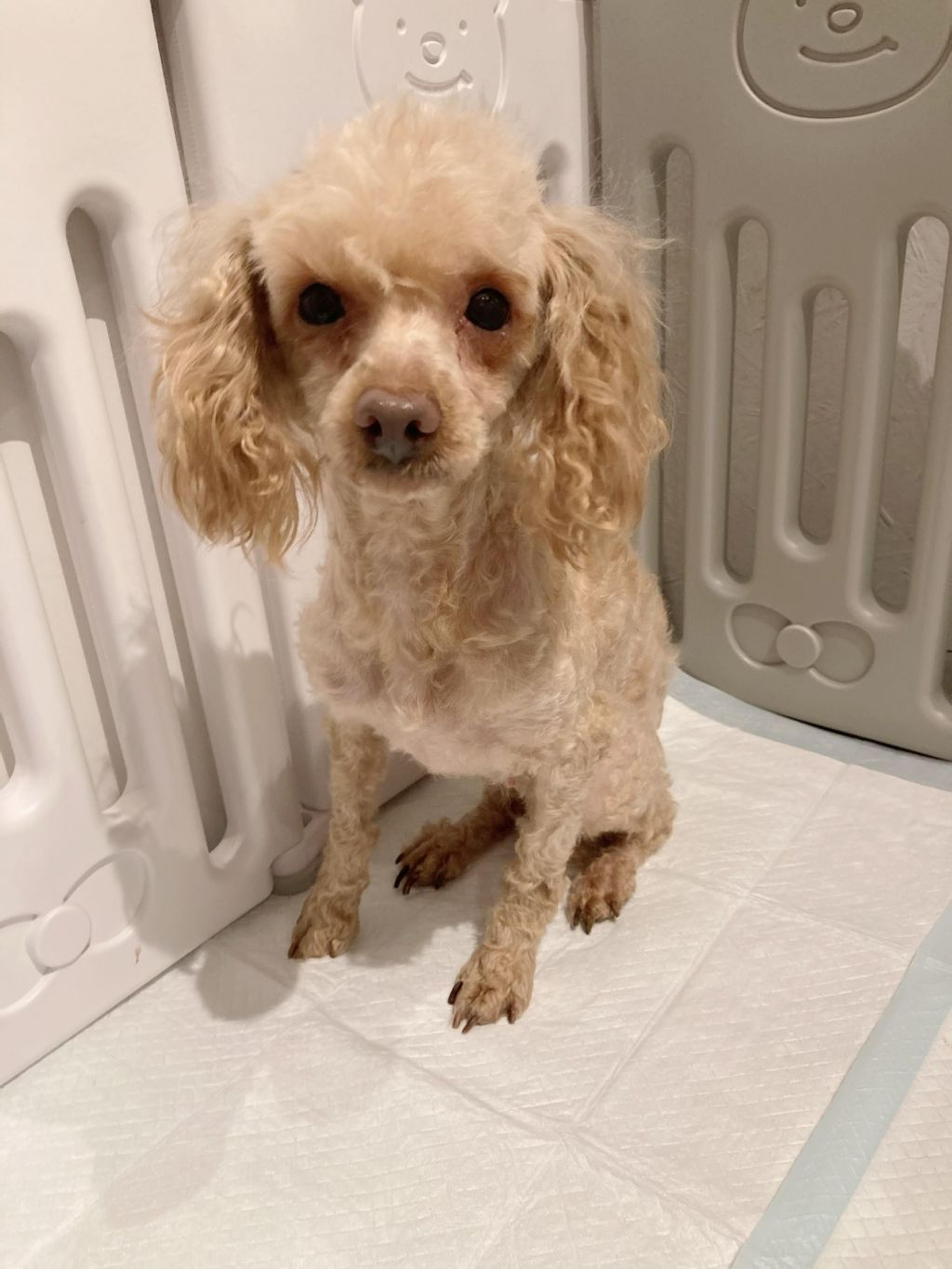 pet-image-2
