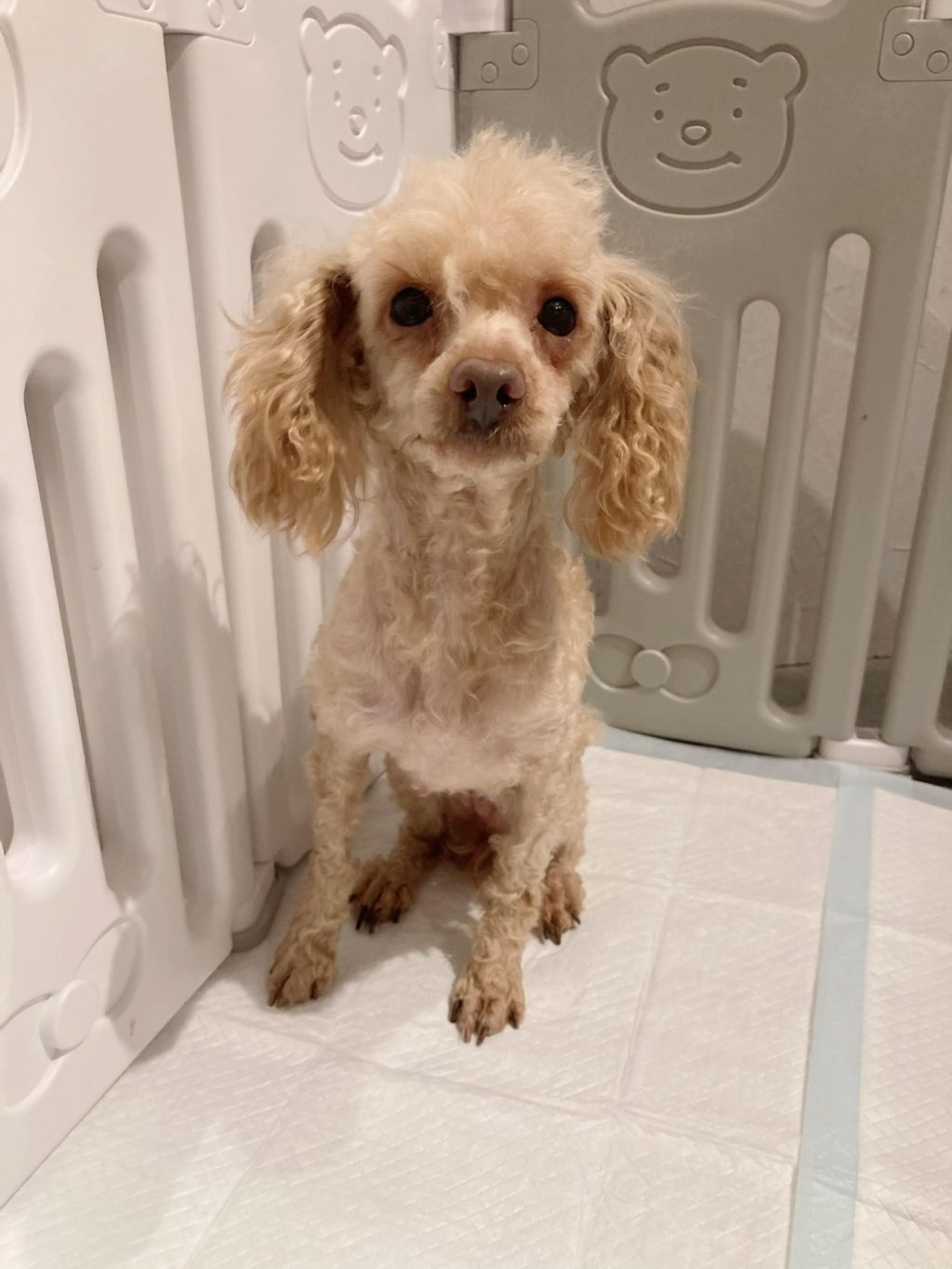 pet-image-3