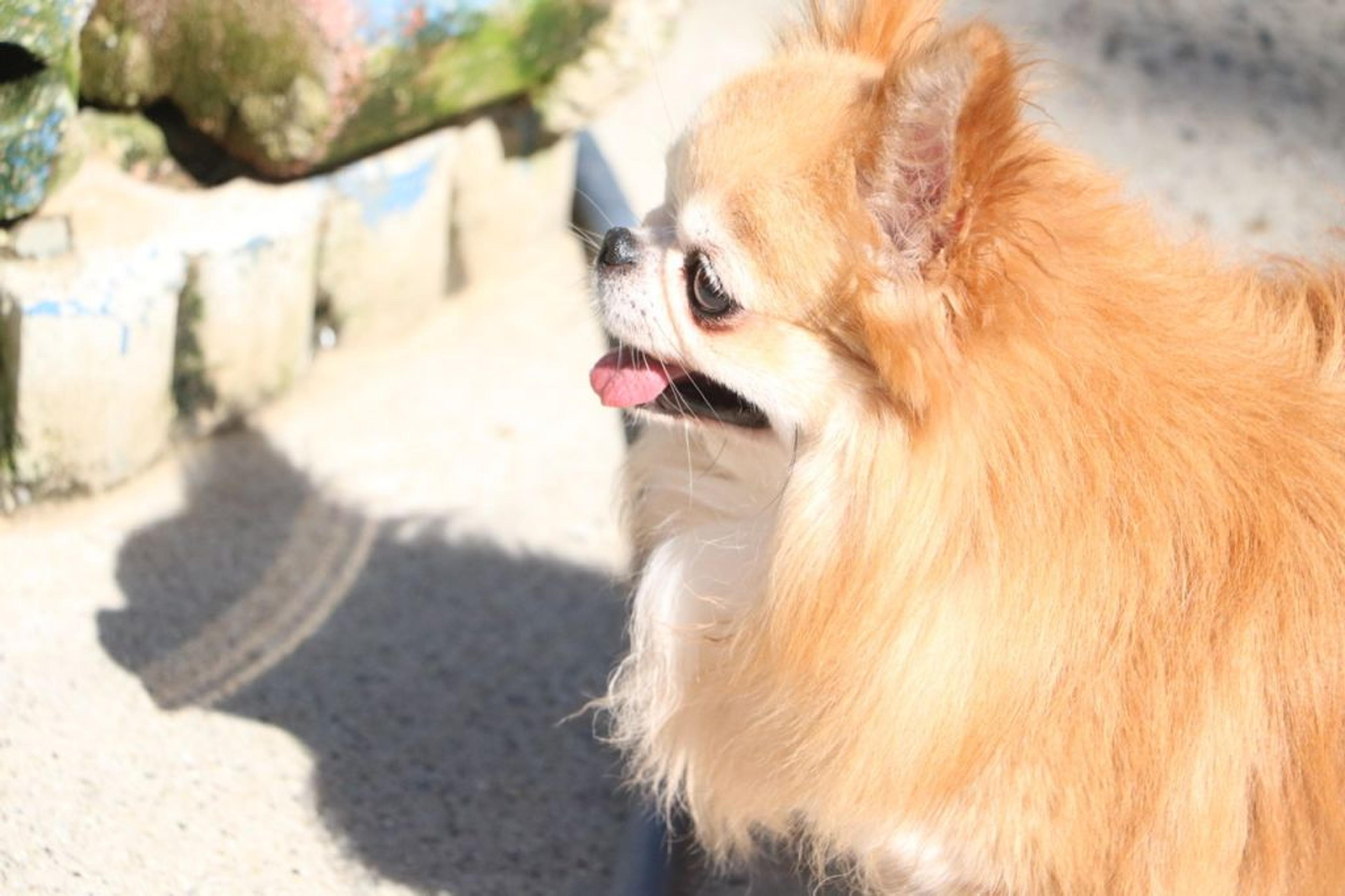 pet-image-3