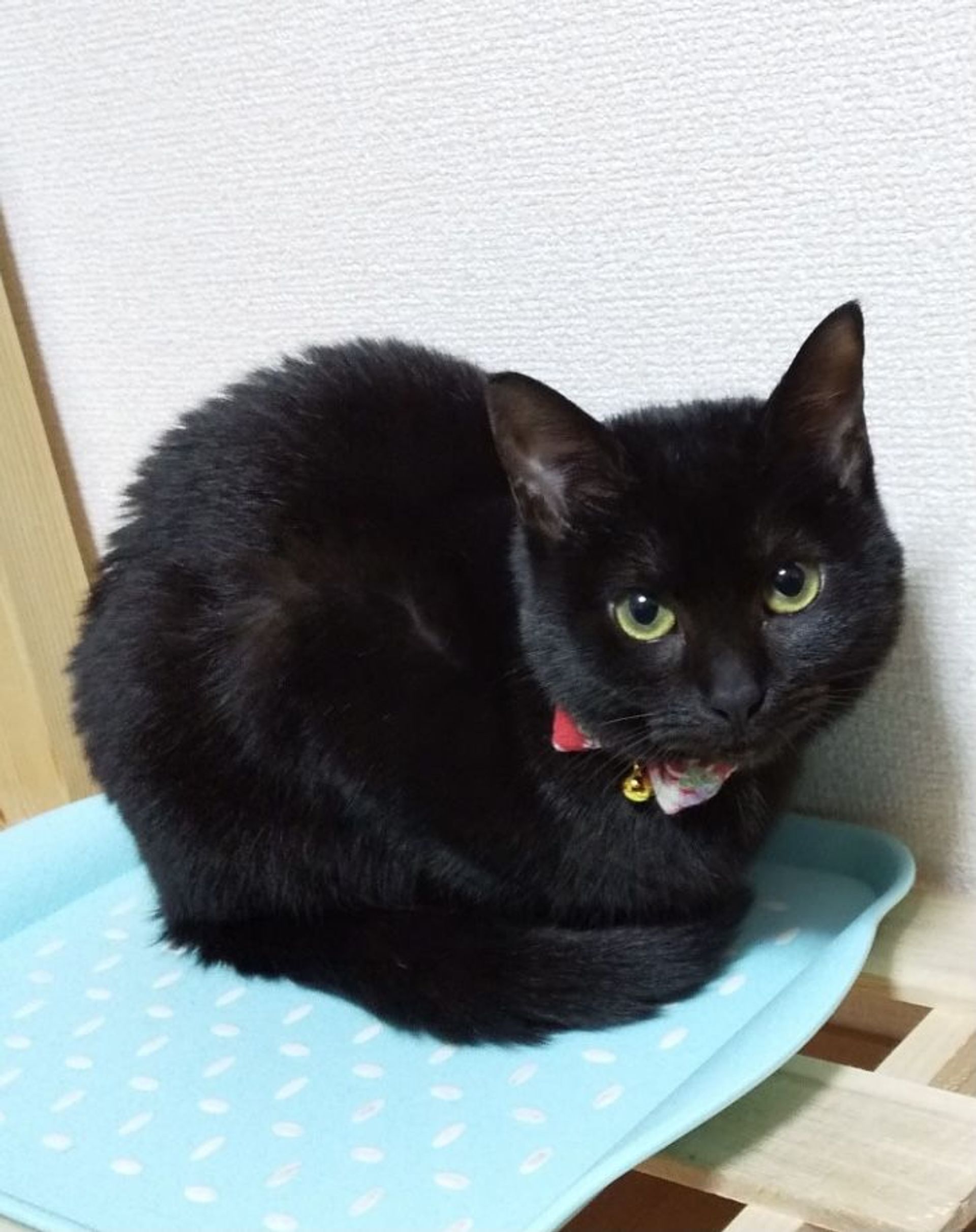雑種（ミックス猫）・メスの里親募集の写真