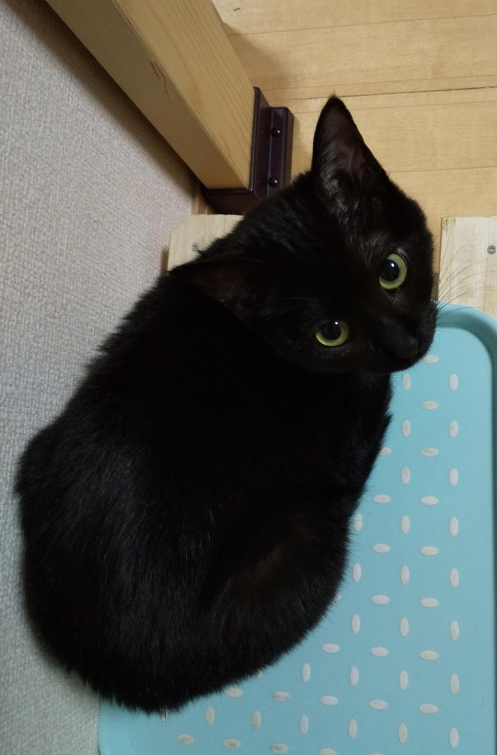 pet-image-2