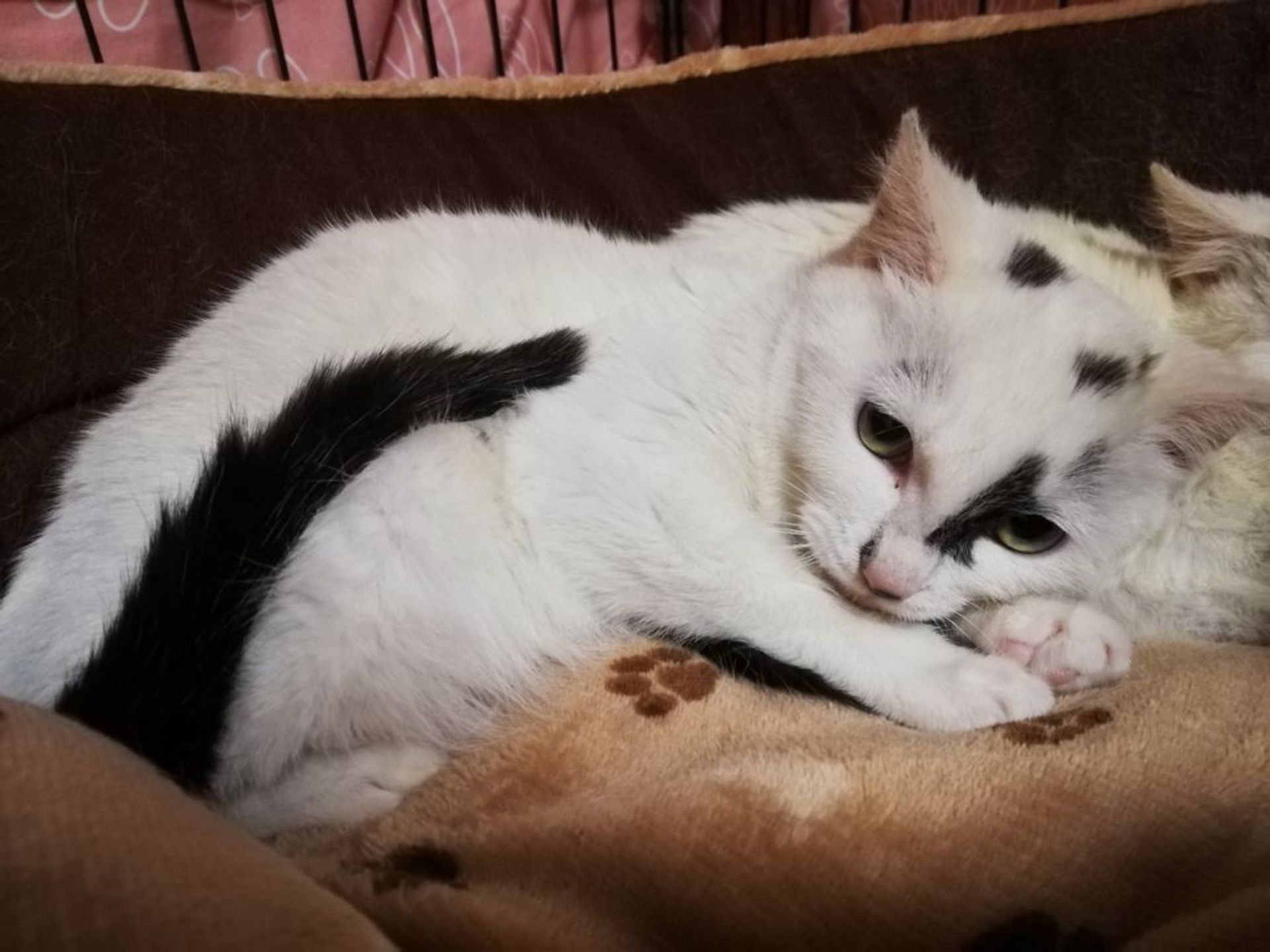 雑種（ミックス猫）・メスの里親募集の写真