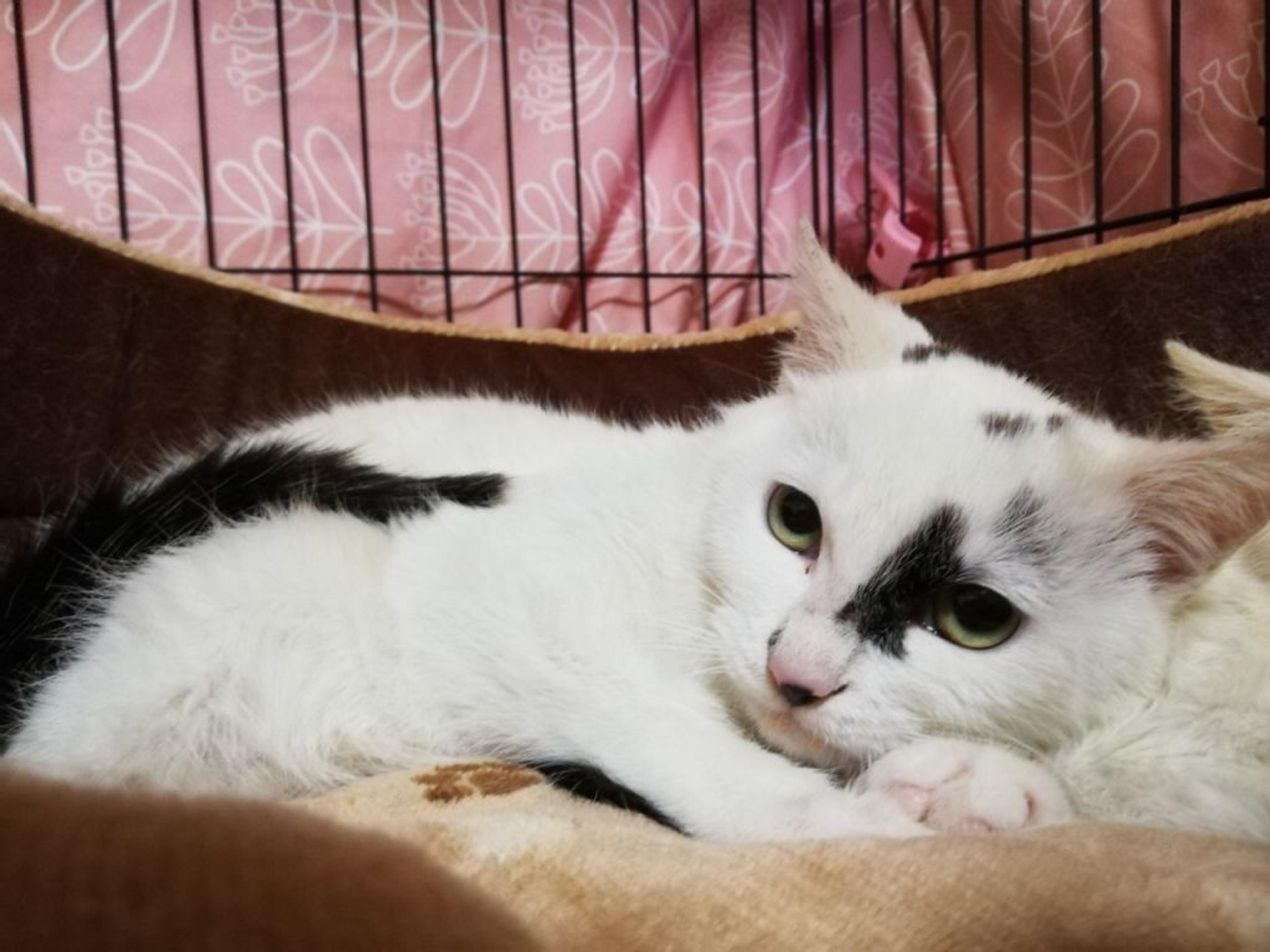 pet-image-2