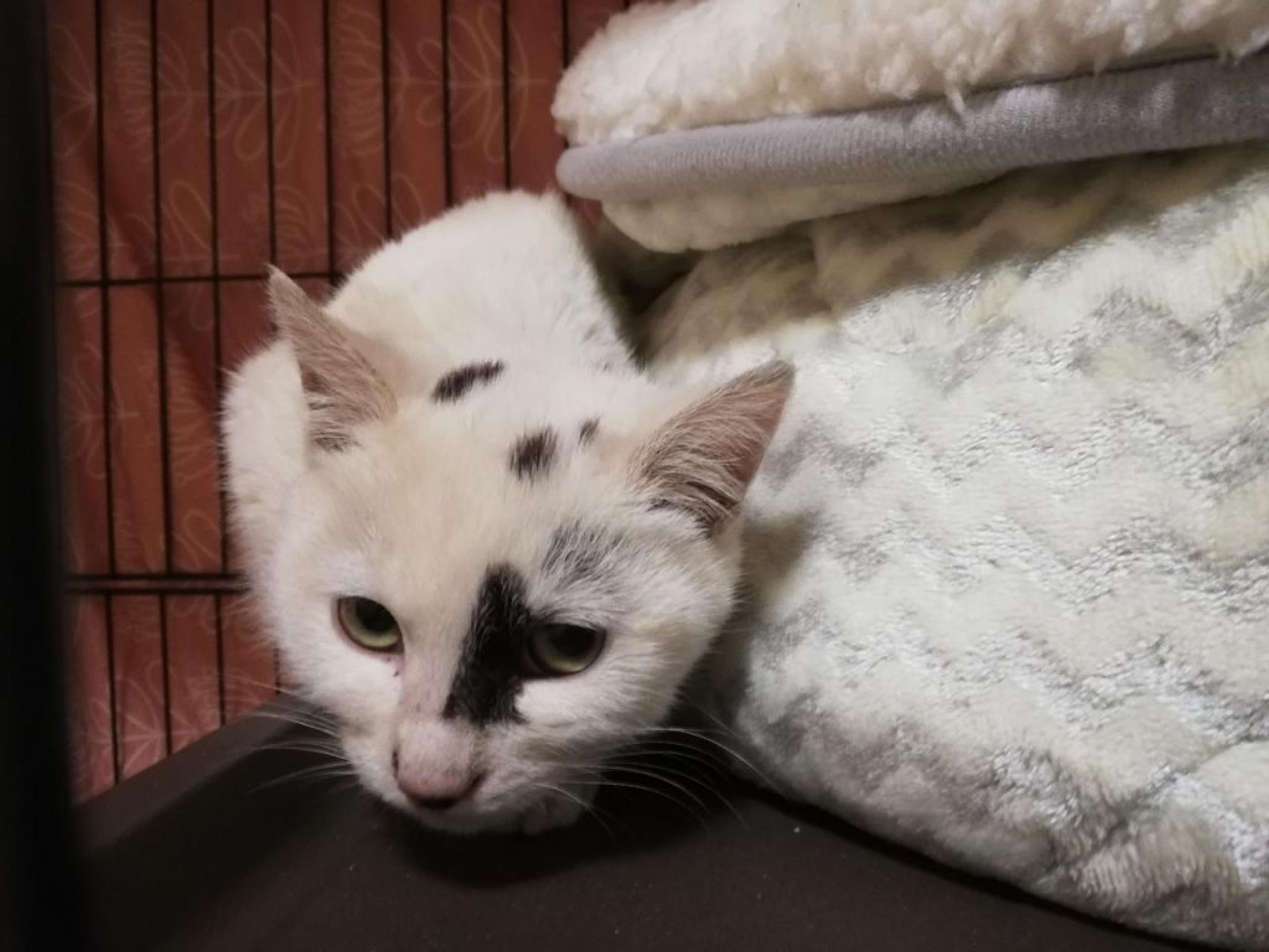 pet-image-3
